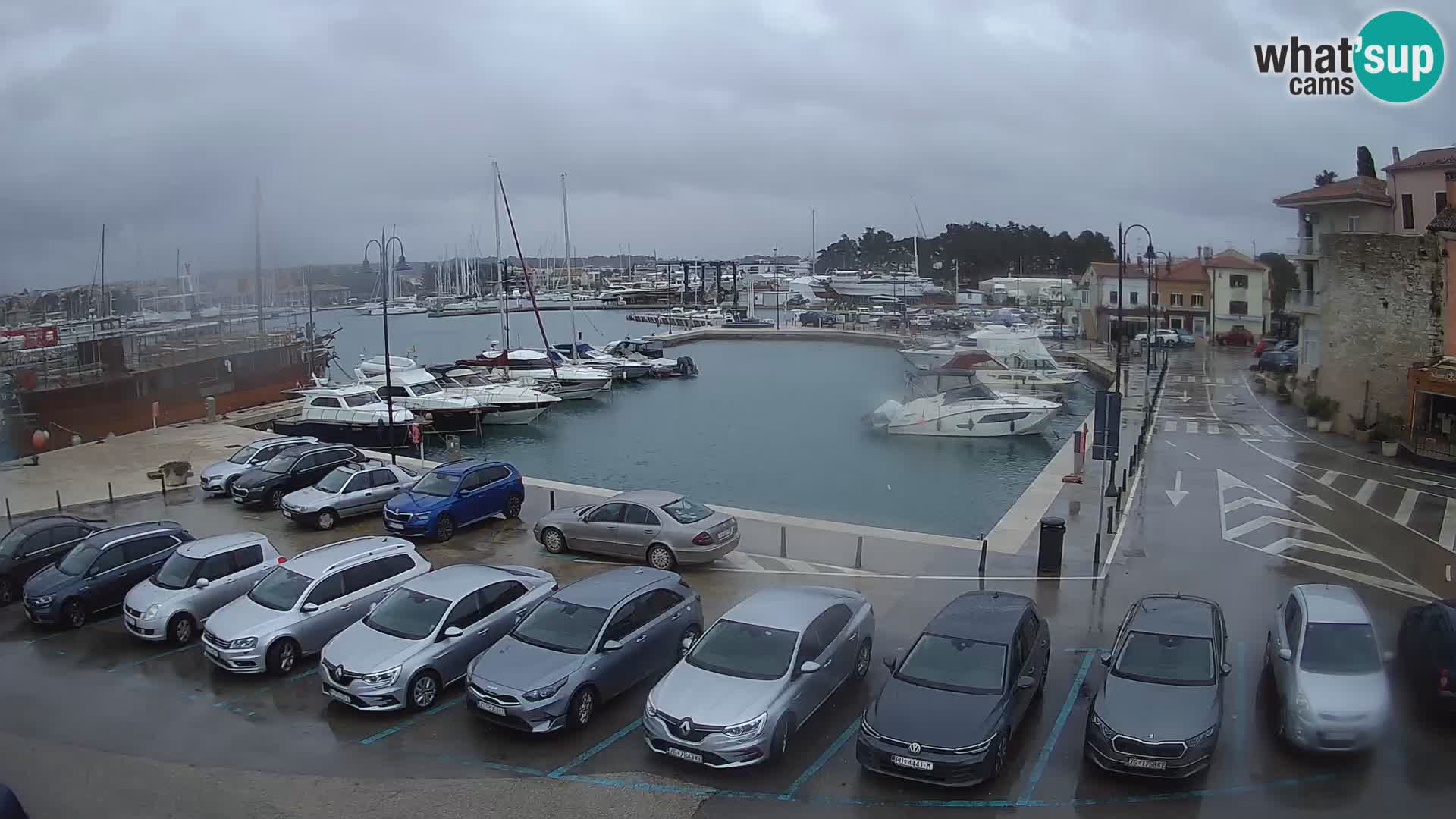 Novigrad | Porporela marina