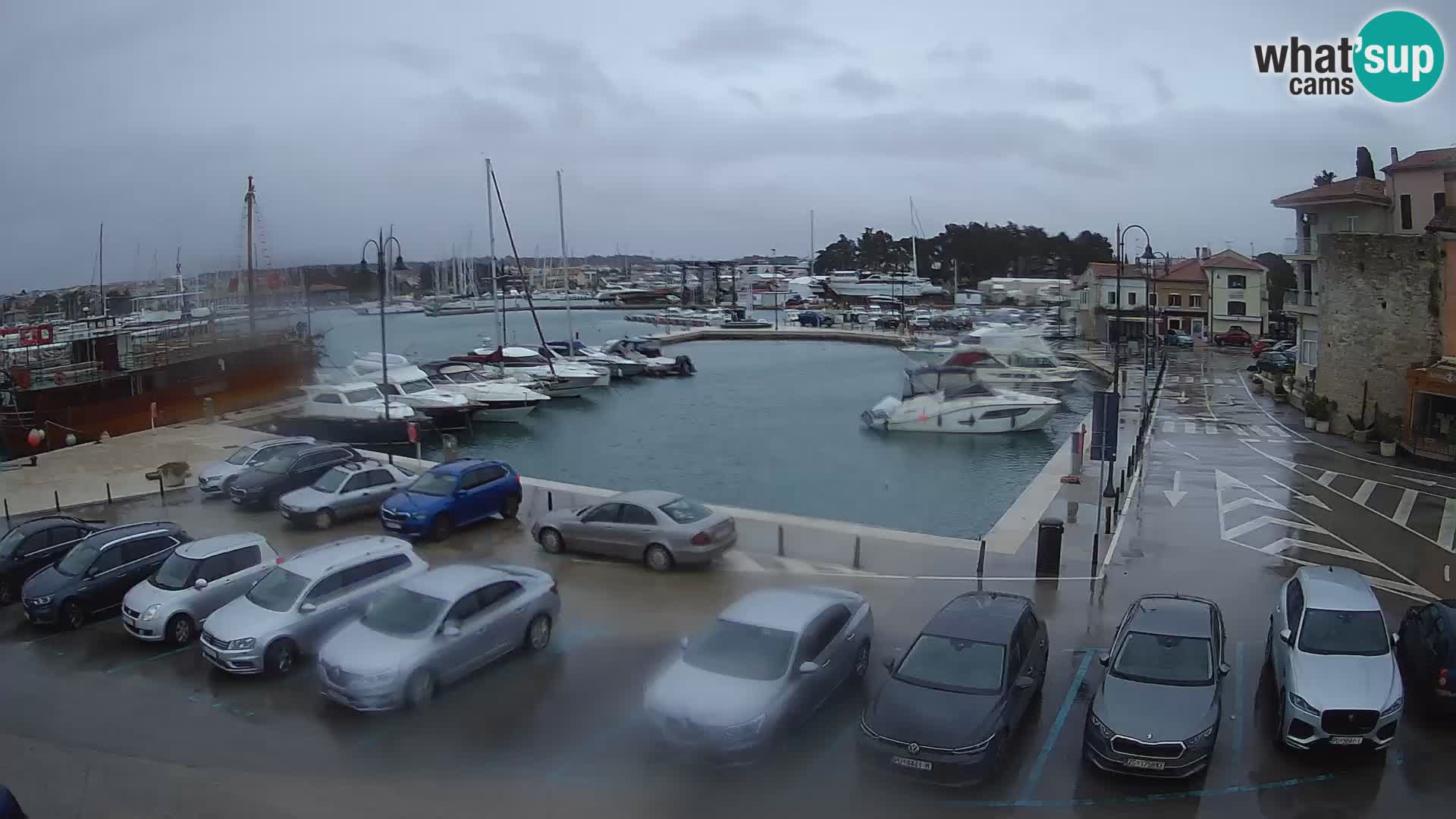 Novigrad | Porporela marina
