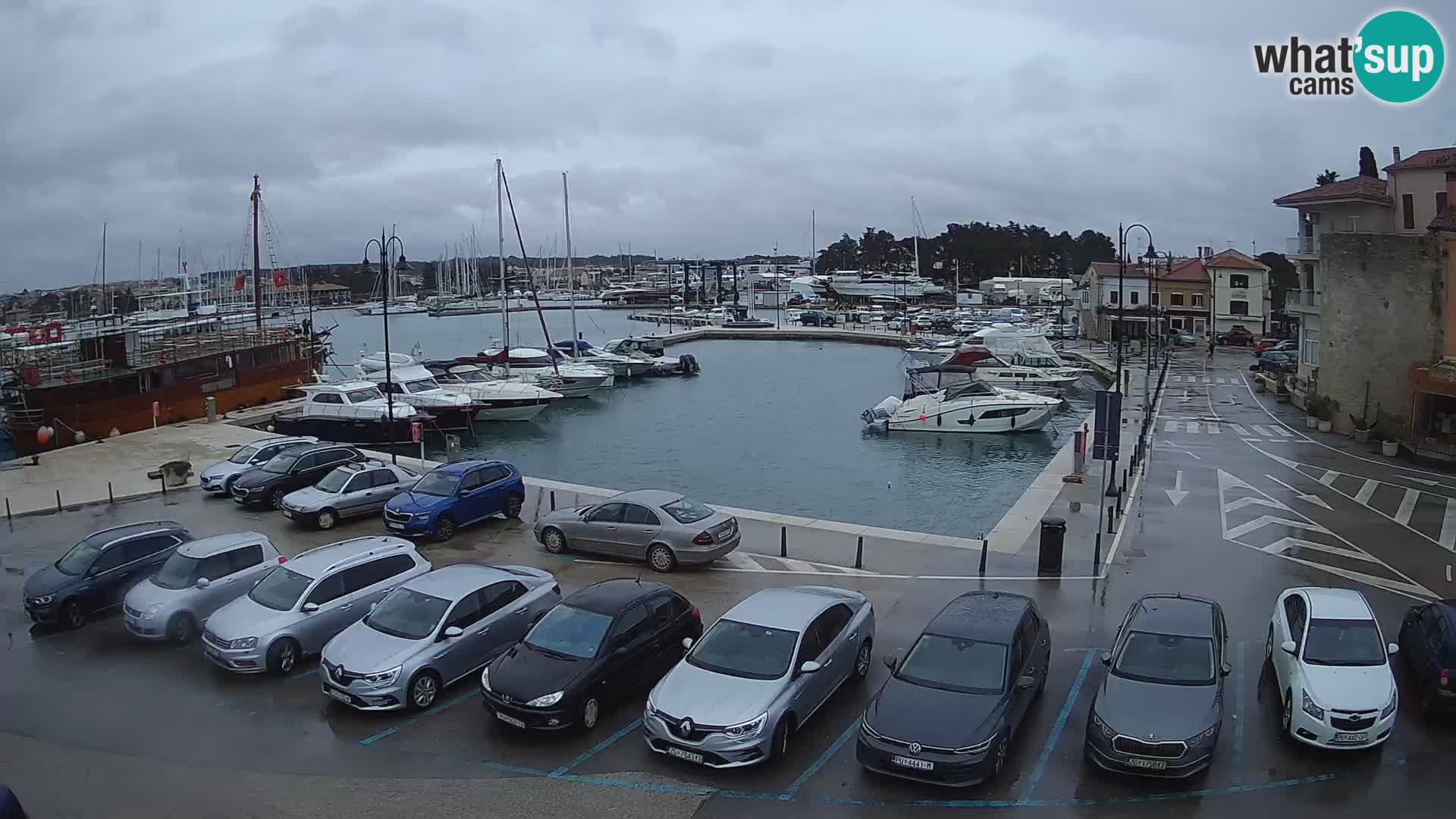 Novigrad | Porporela marina