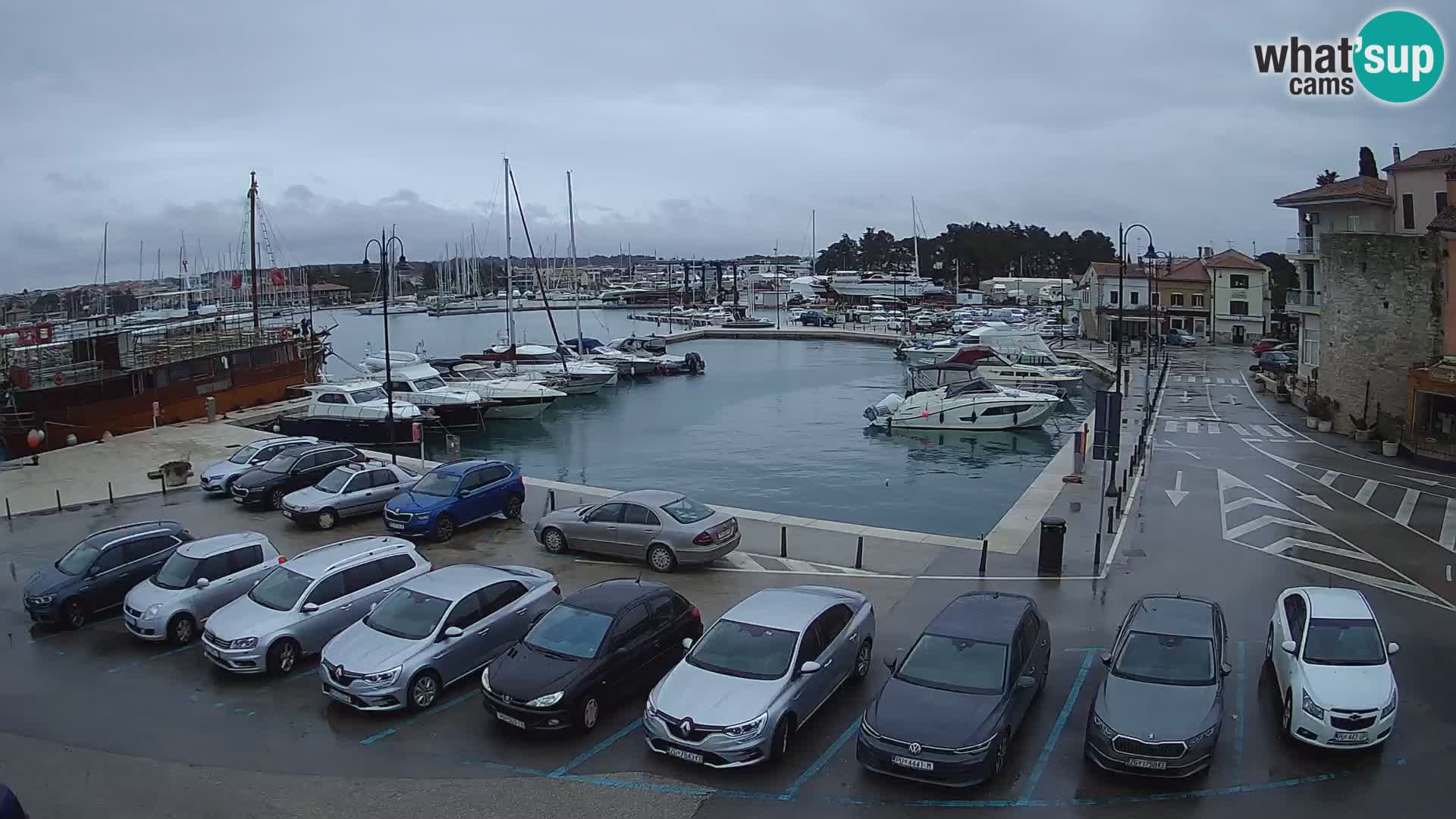 Novigrad | Porporela marina