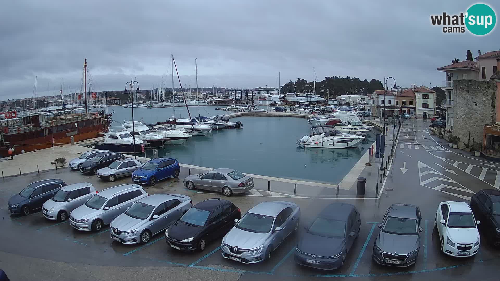 Novigrad | Porporela marina