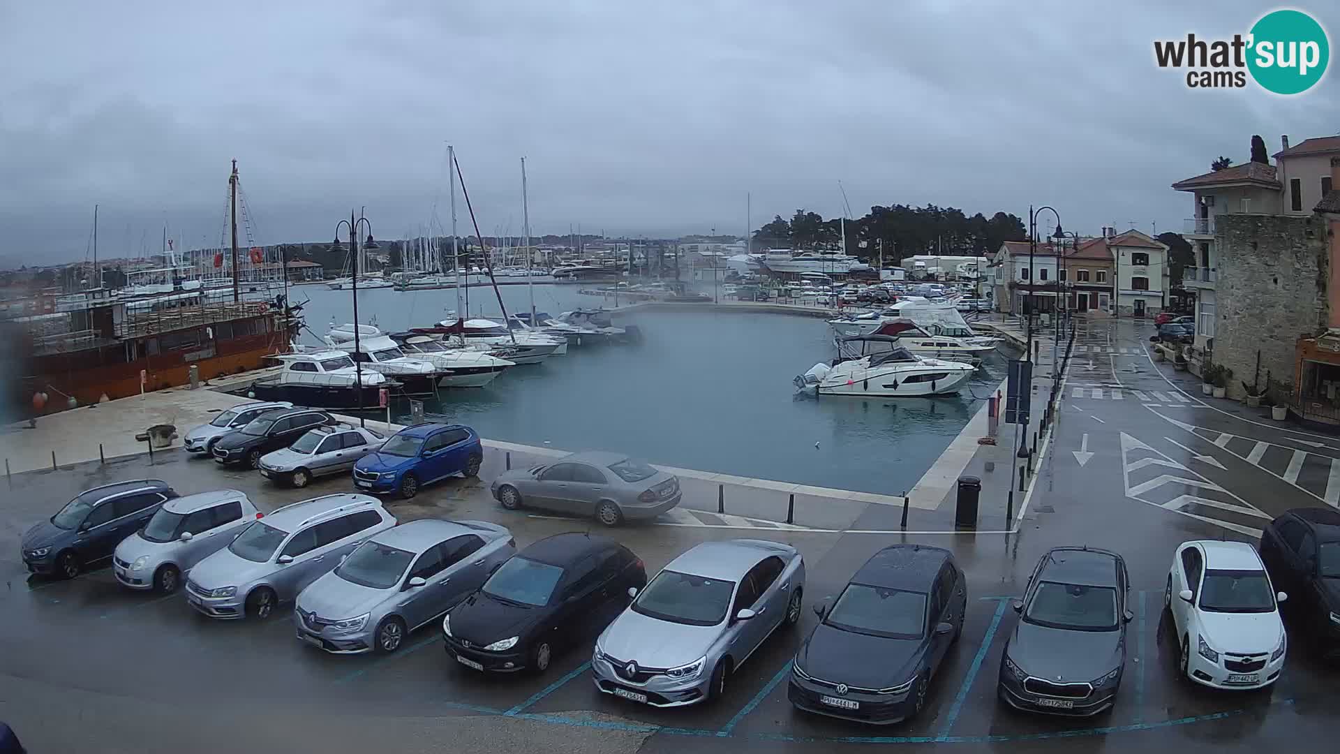 Novigrad | Porporela marina