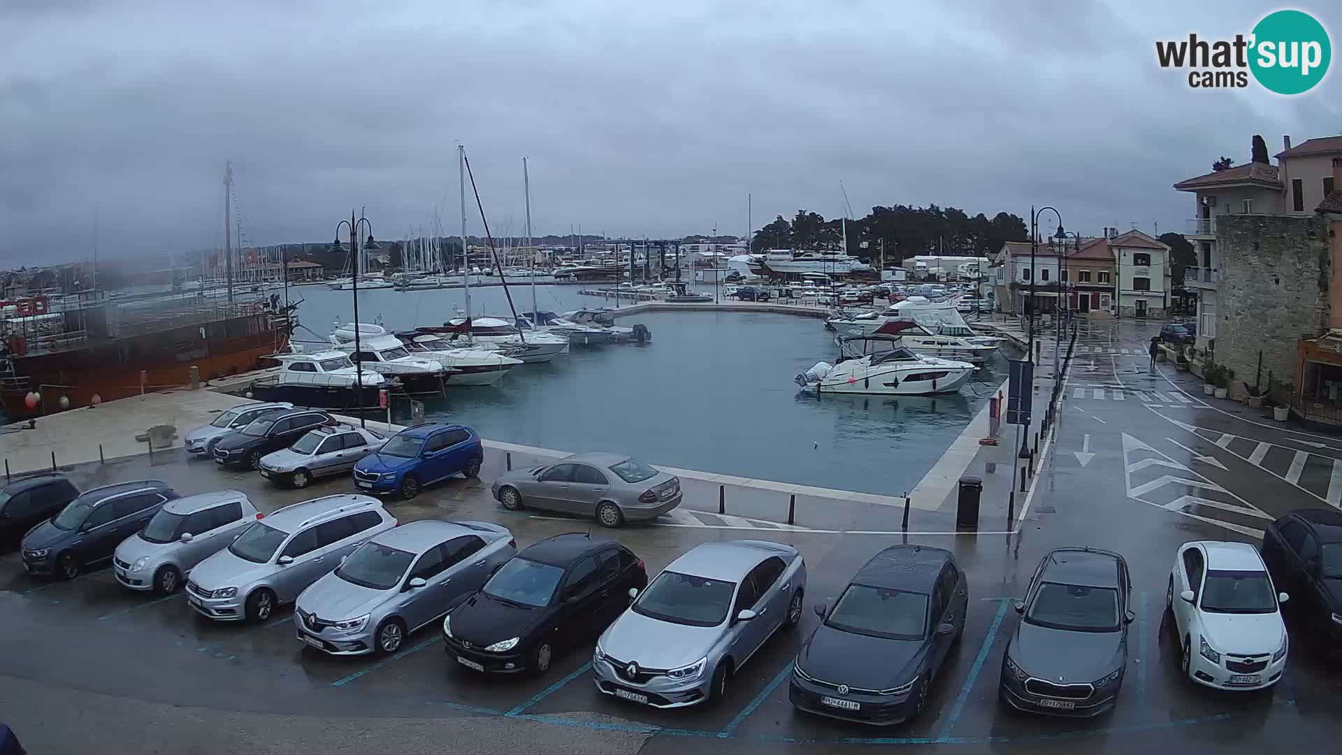 Novigrad | Porporela marina