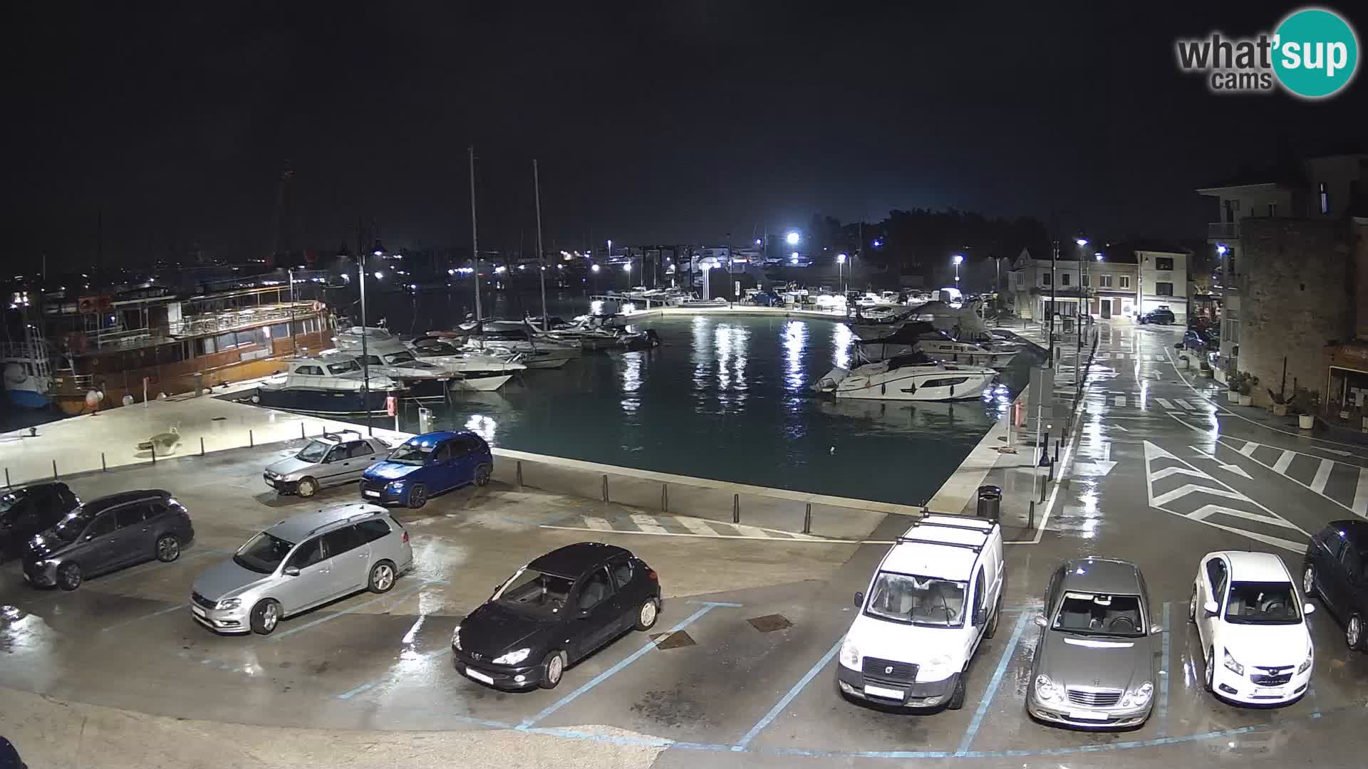 Novigrad | Porporela marina