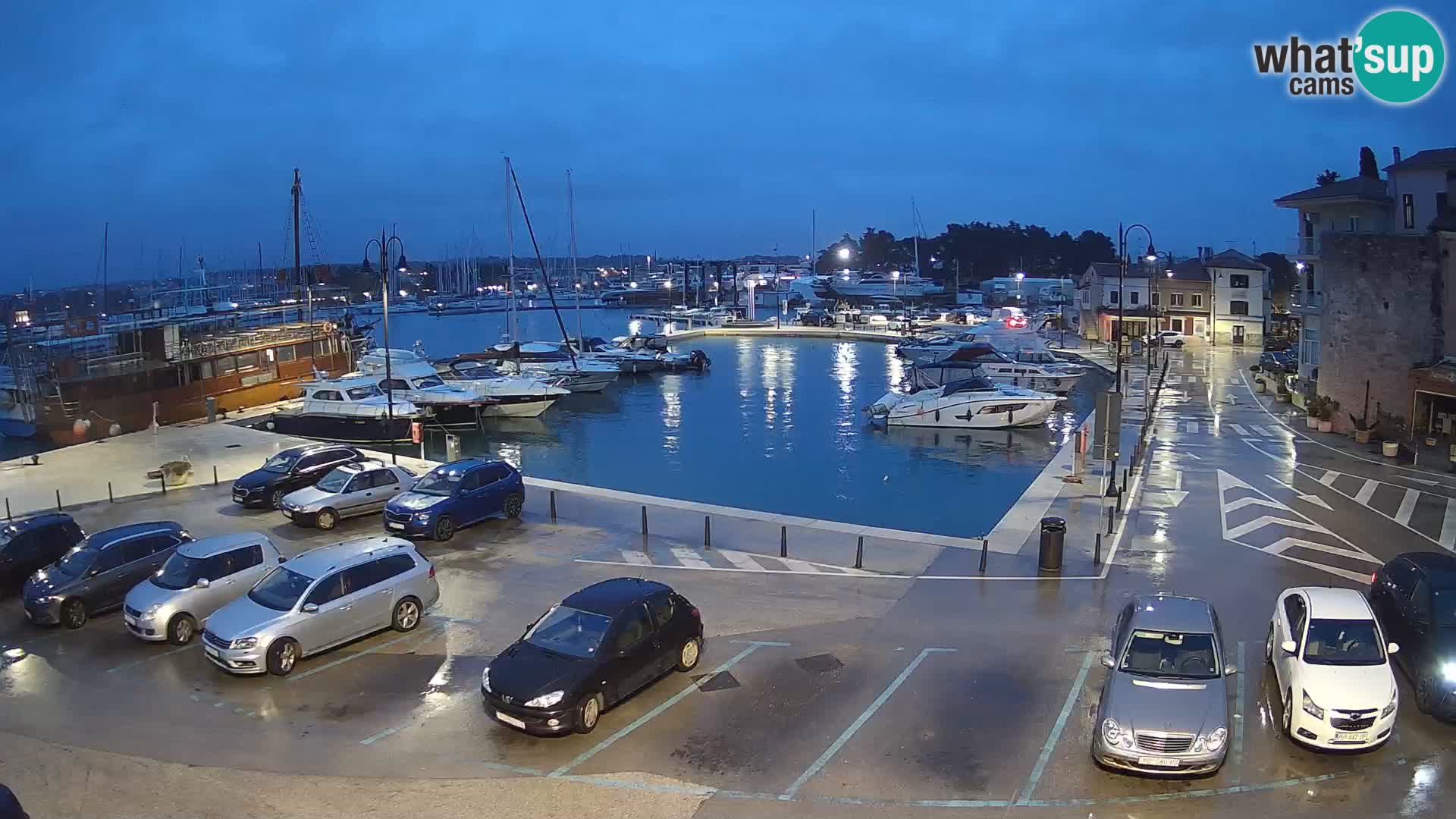 Novigrad | Porporela marina