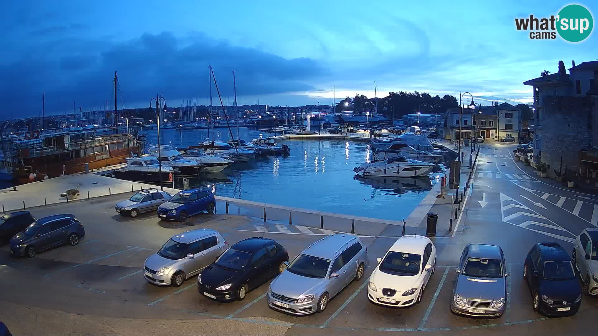 Novigrad | Porporela marina