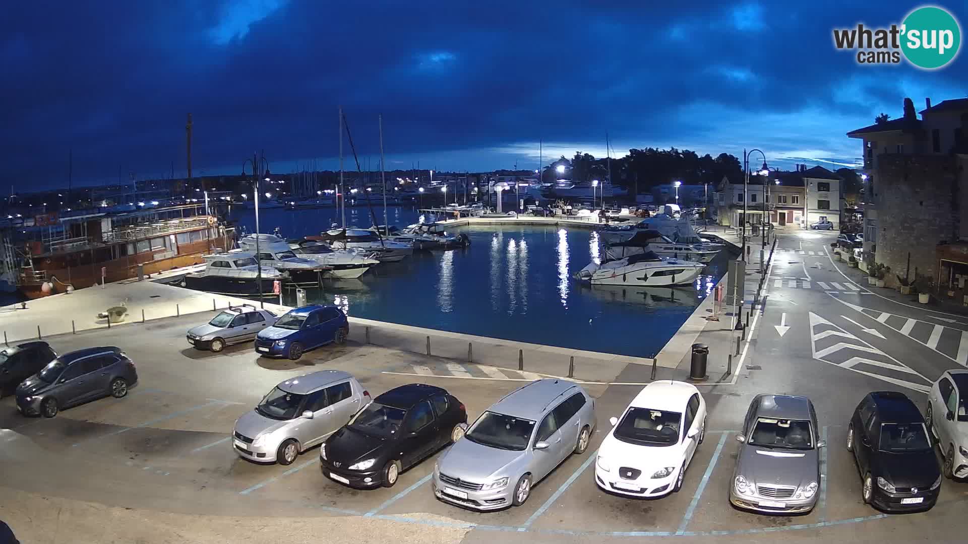 Novigrad | Porporela marina