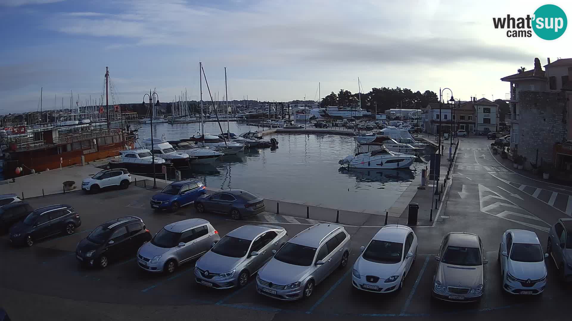 Novigrad | Porporela marina