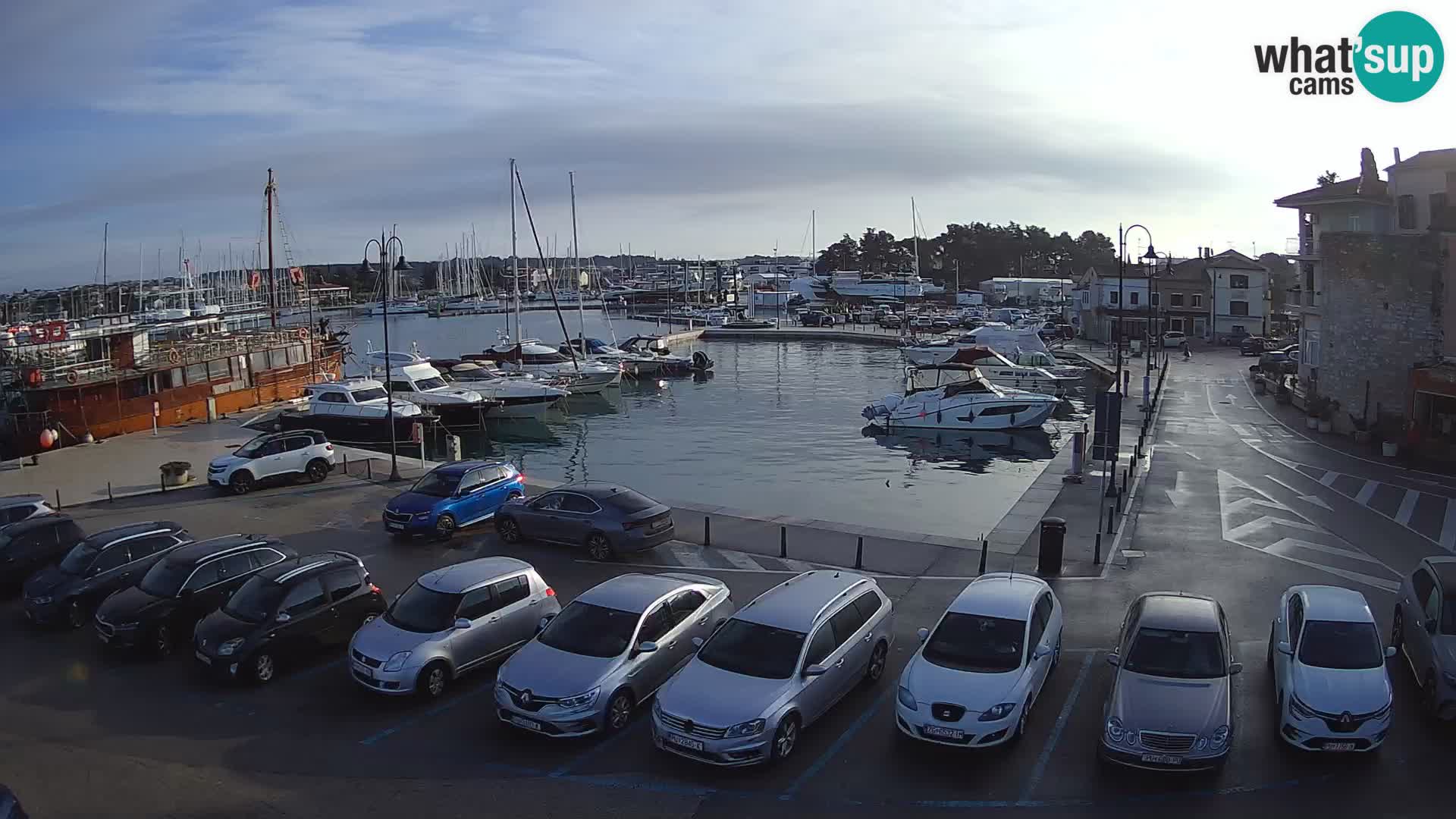 Novigrad | Porporela marina