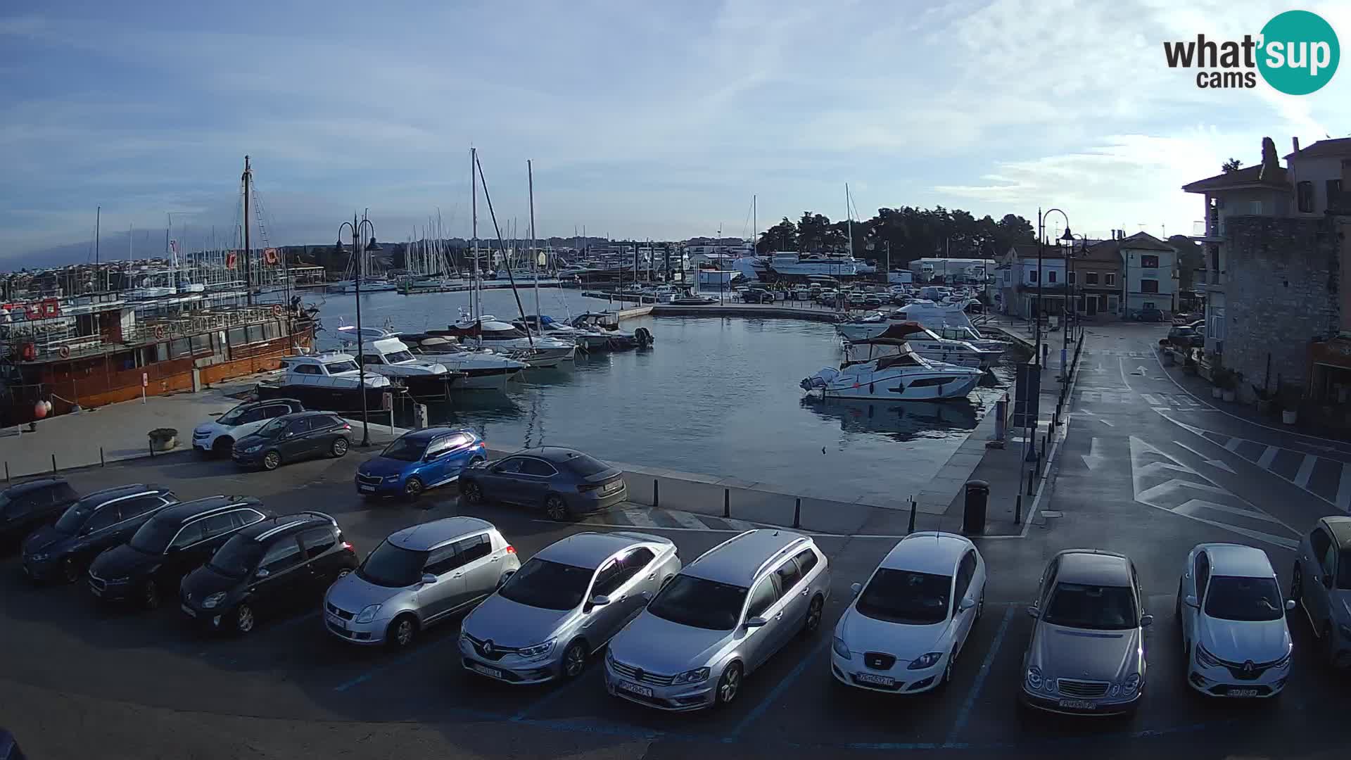 Novigrad | Porporela marina