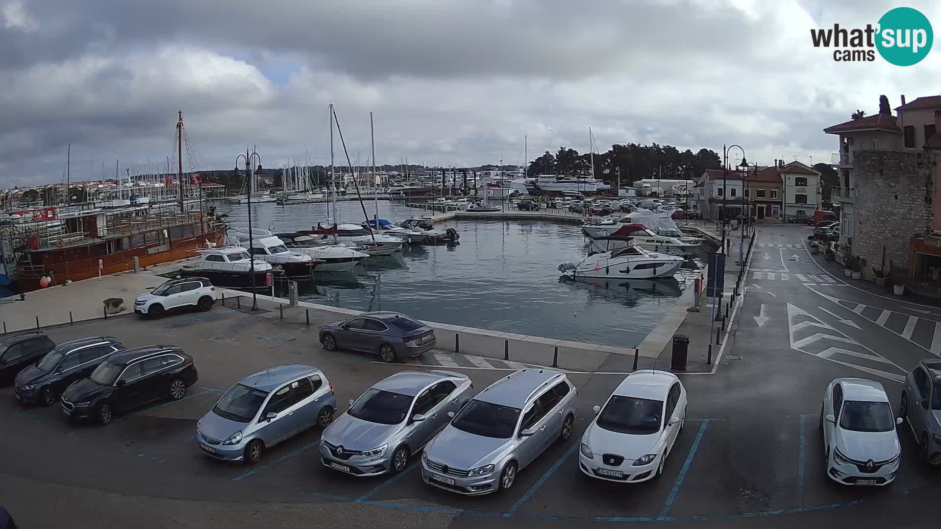 Novigrad | Porporela marina