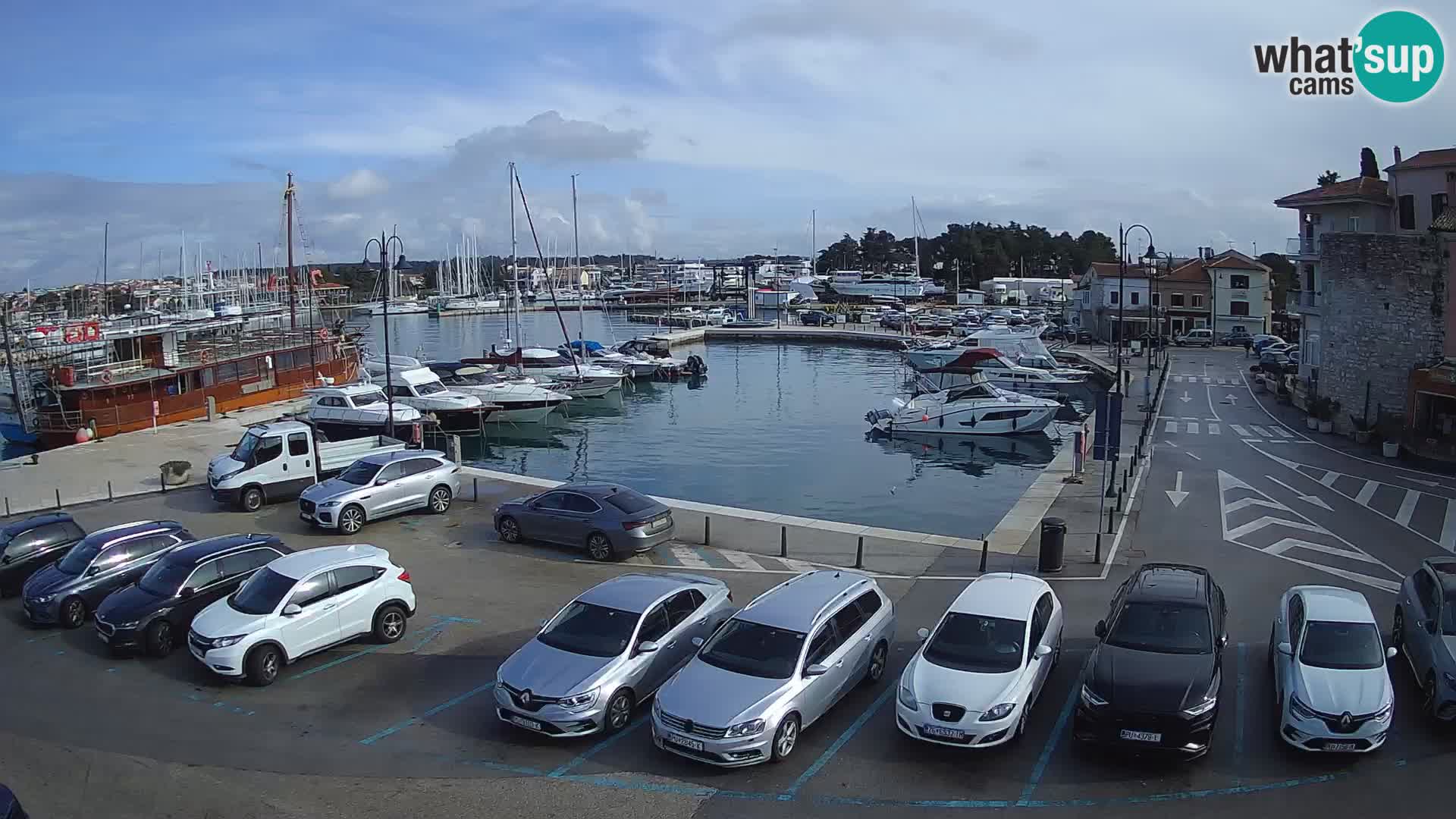 Novigrad | Porporela marina