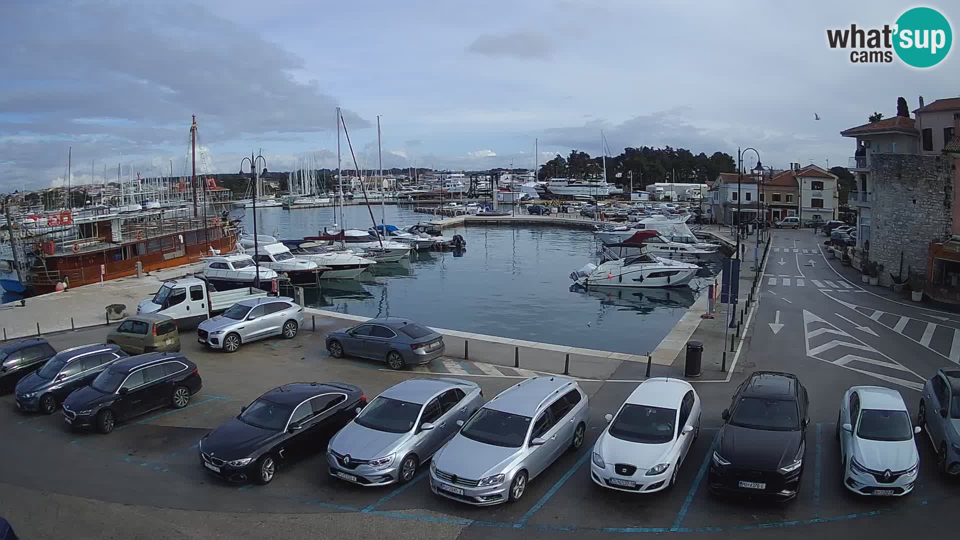 Novigrad | Porporela marina