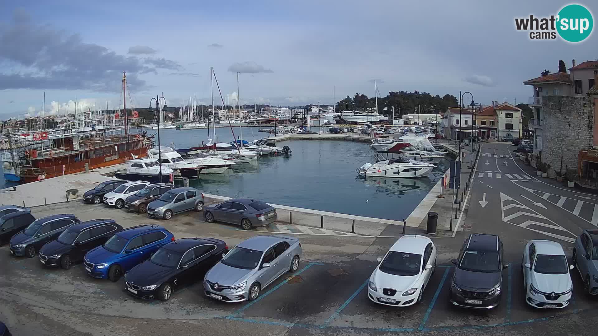 Novigrad | Porporela marina