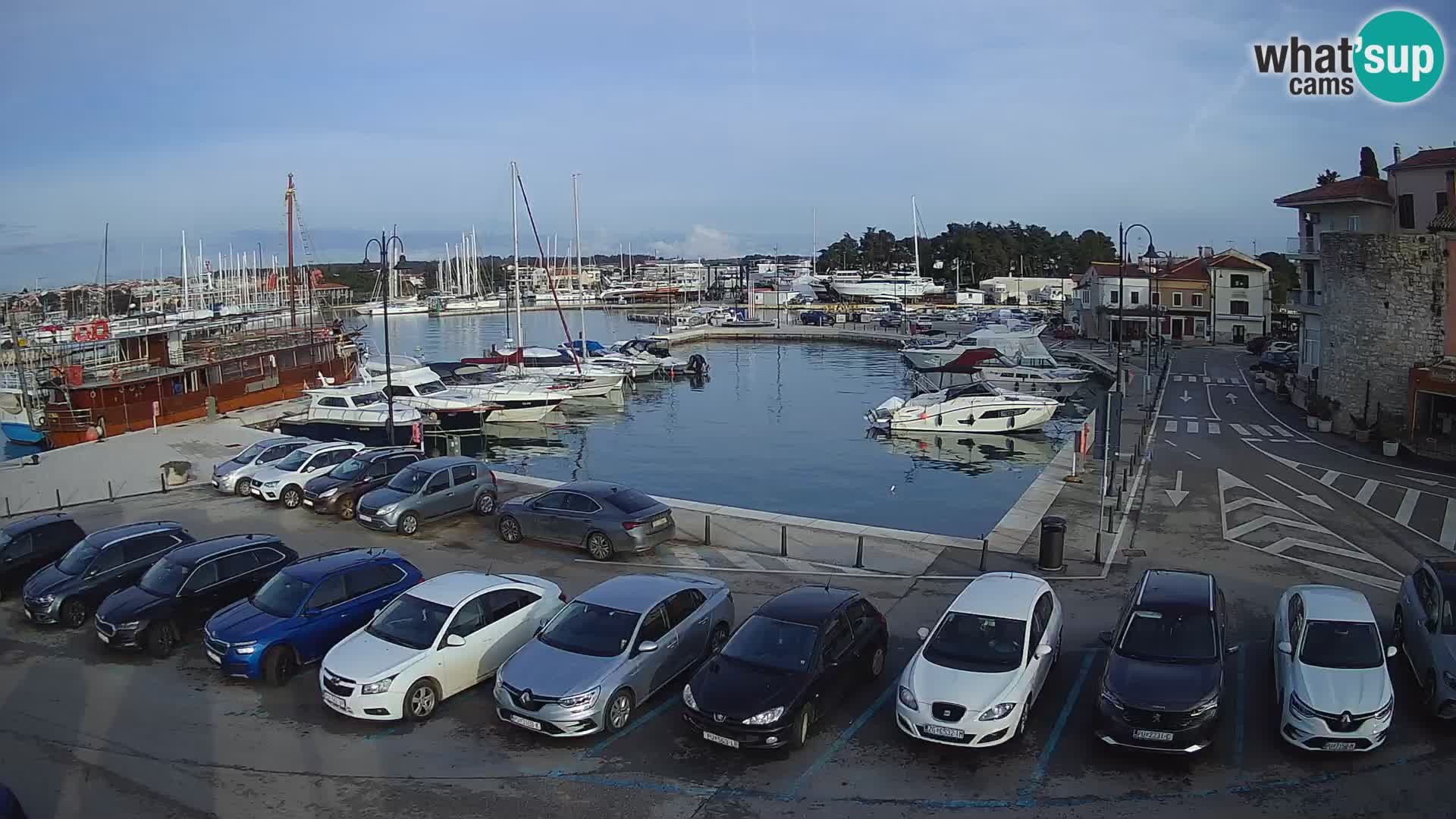 Novigrad | Porporela marina