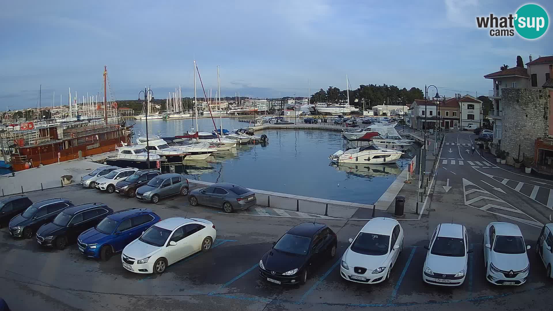 Novigrad | Porporela marina