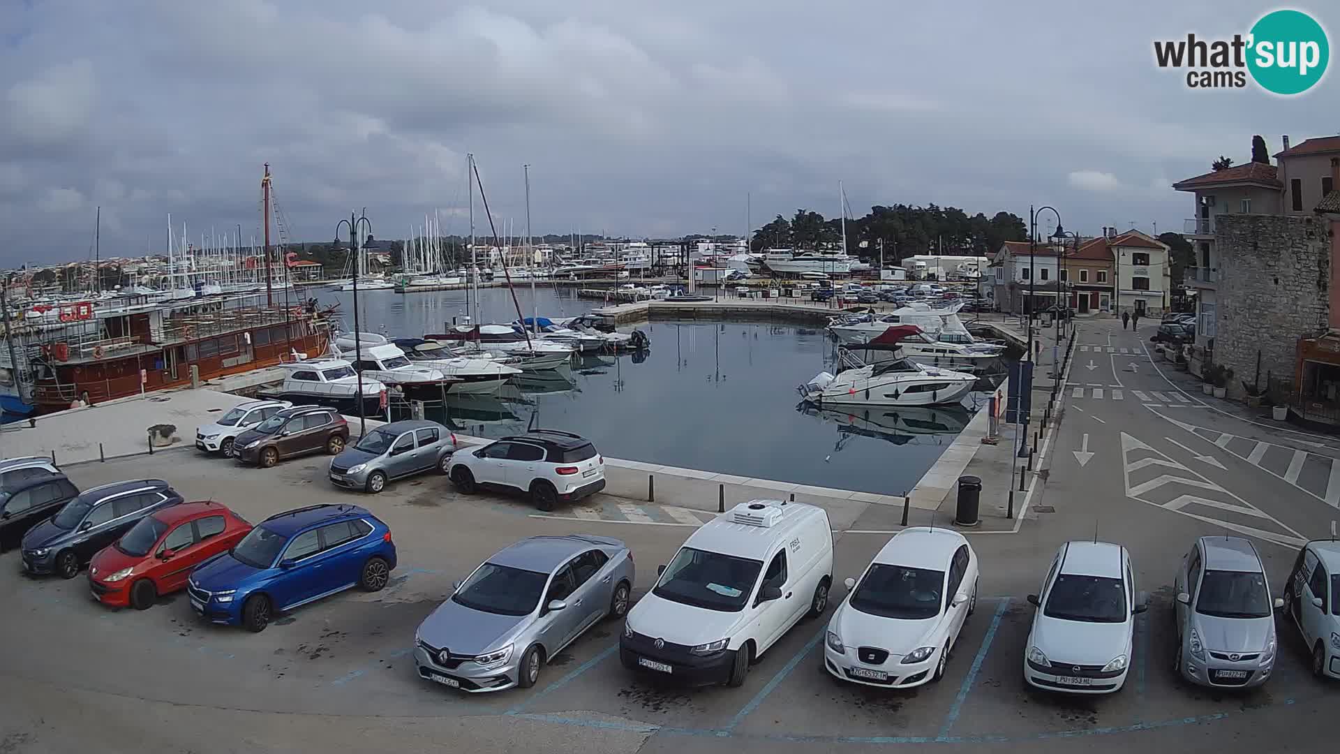 Novigrad | Porporela marina