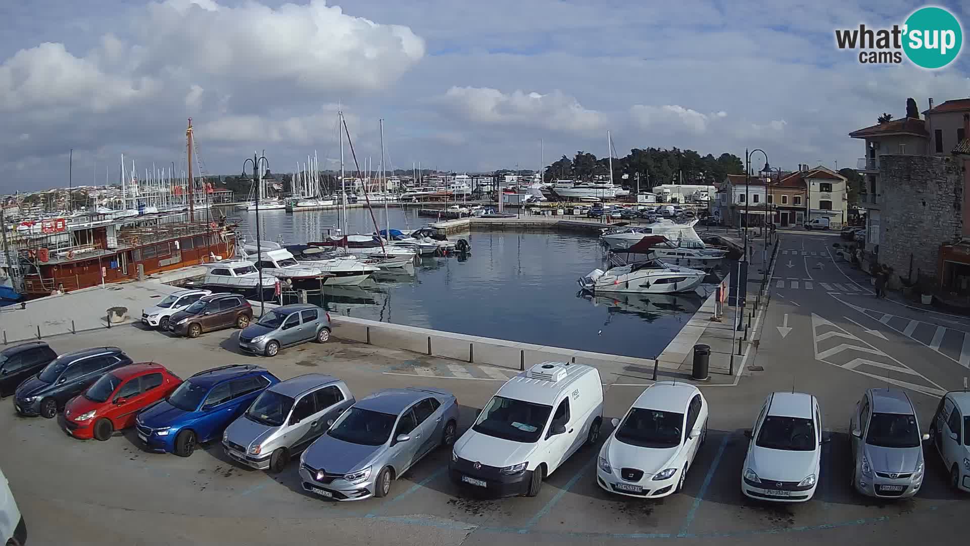 Novigrad | Porporela marina