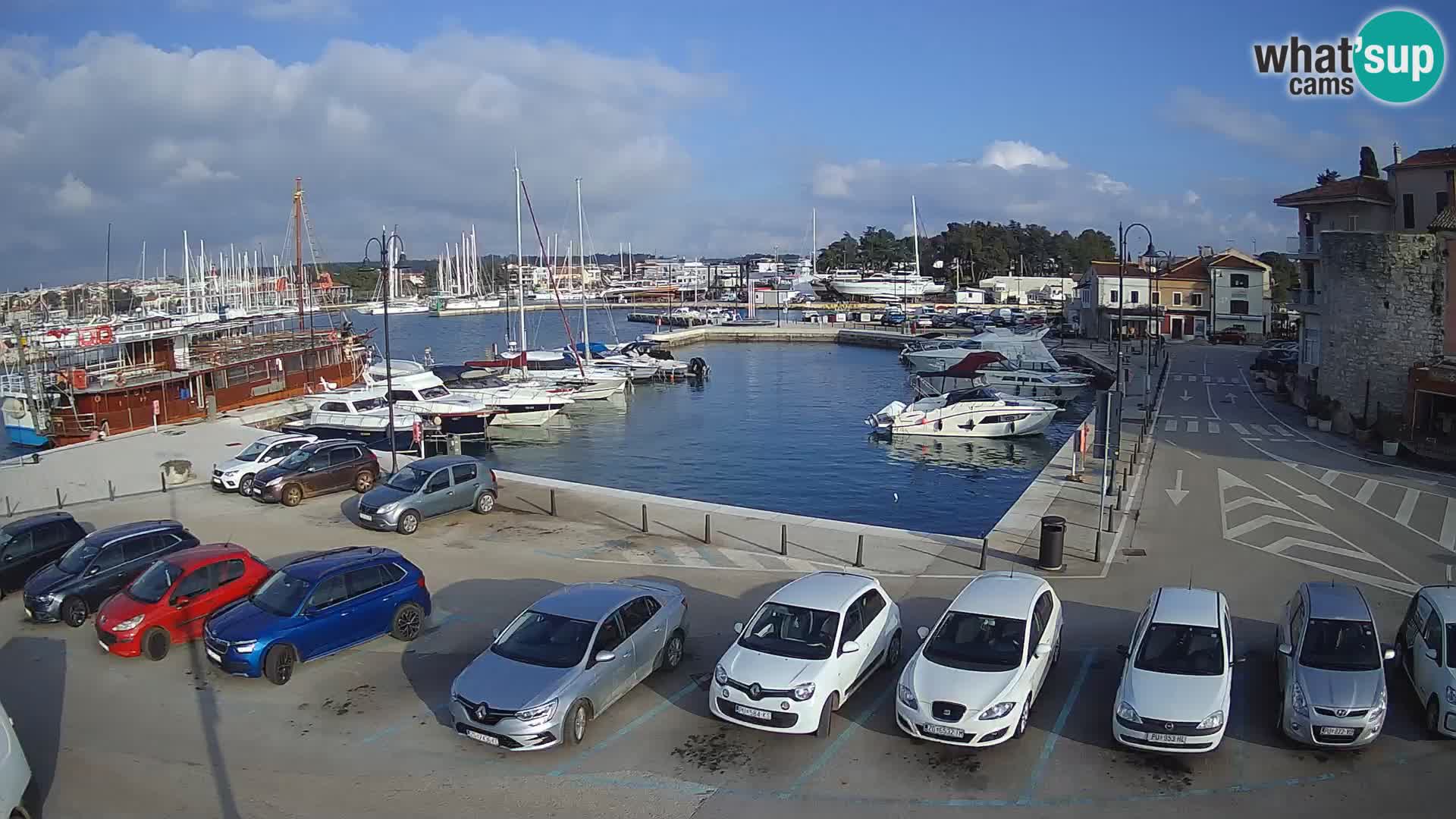 Novigrad | Porporela marina