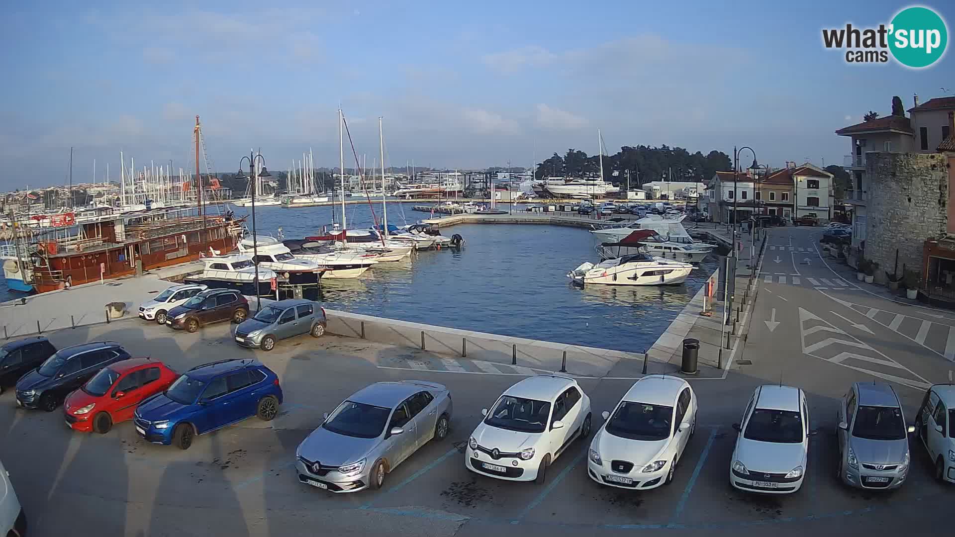 Novigrad | Porporela marina