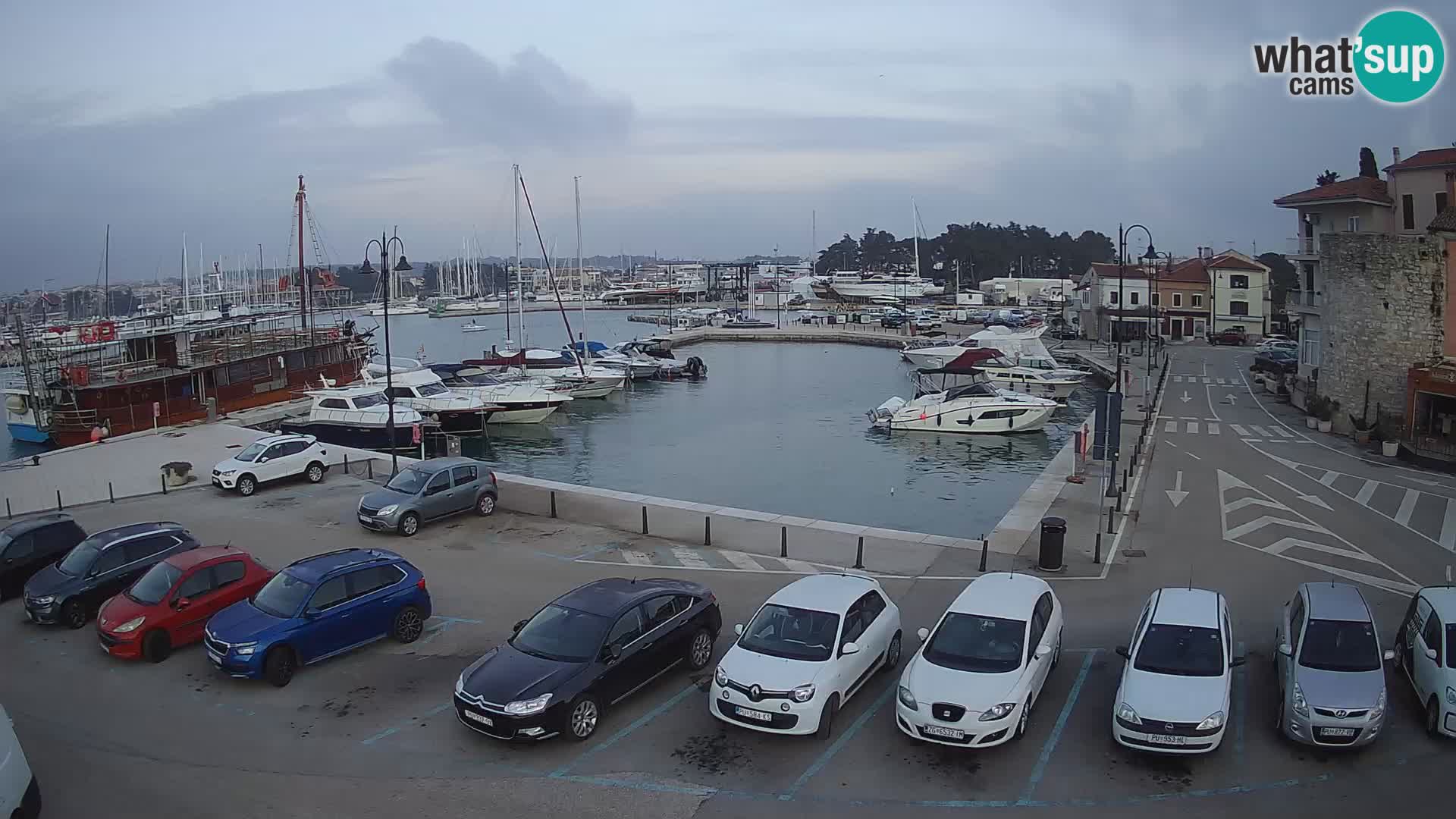 Novigrad | Porporela marina