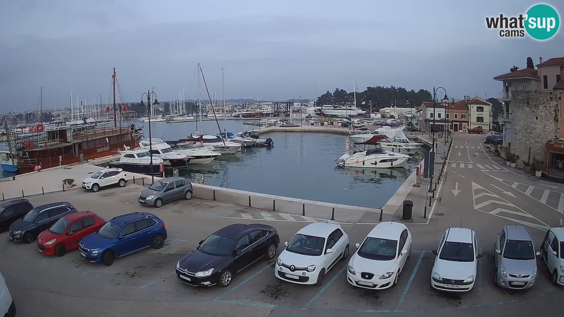 Novigrad | Porporela marina