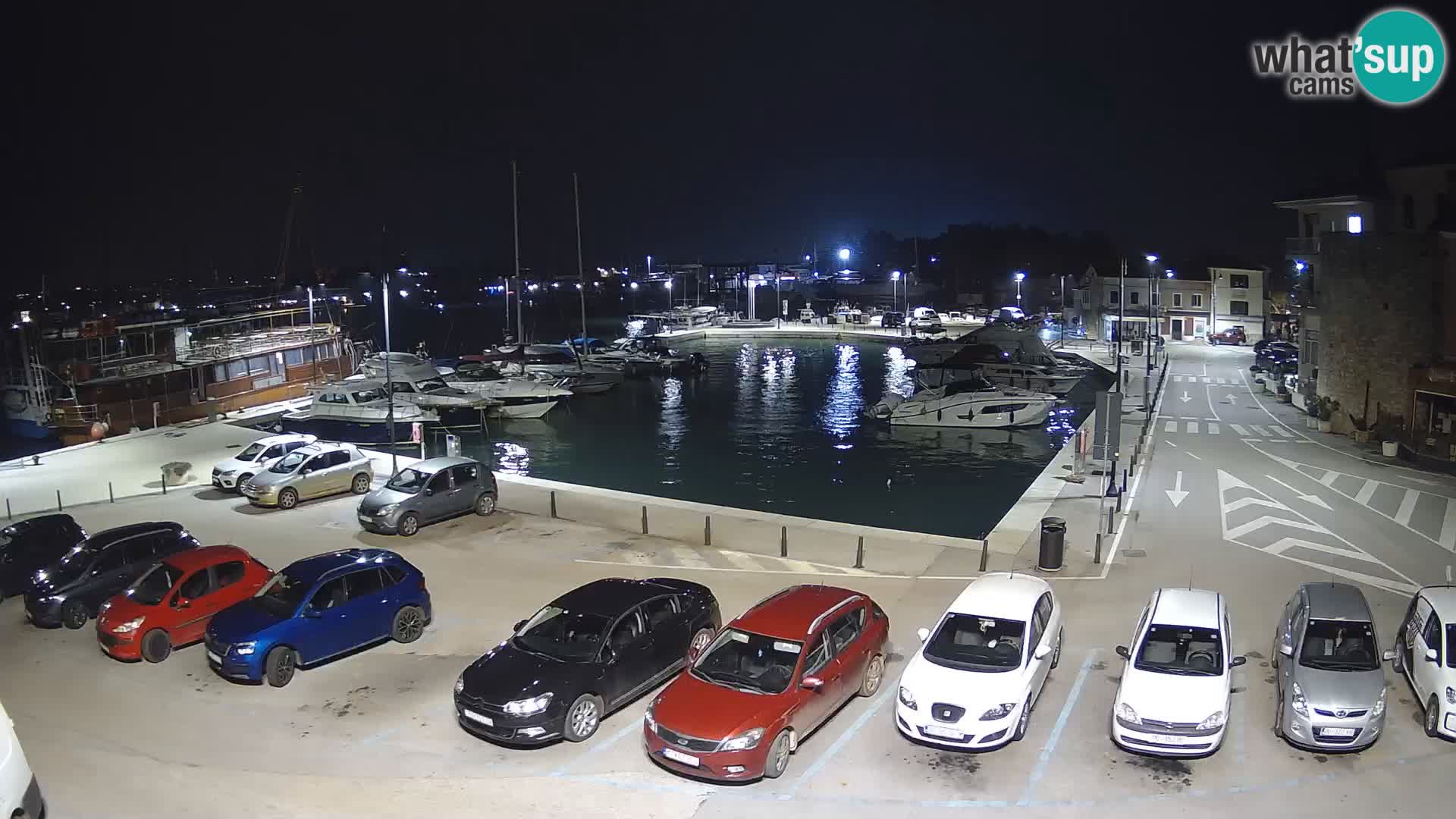 Novigrad | Porporela marina