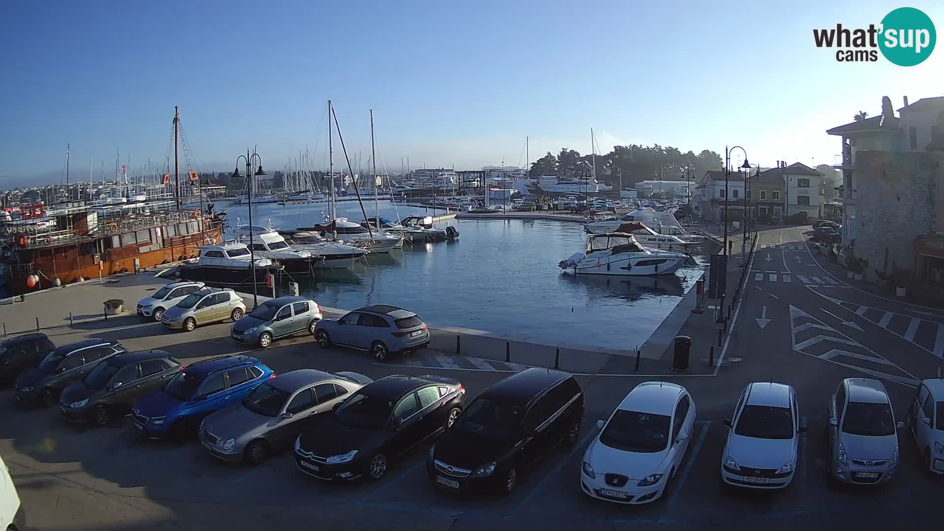 Novigrad | Porporela marina