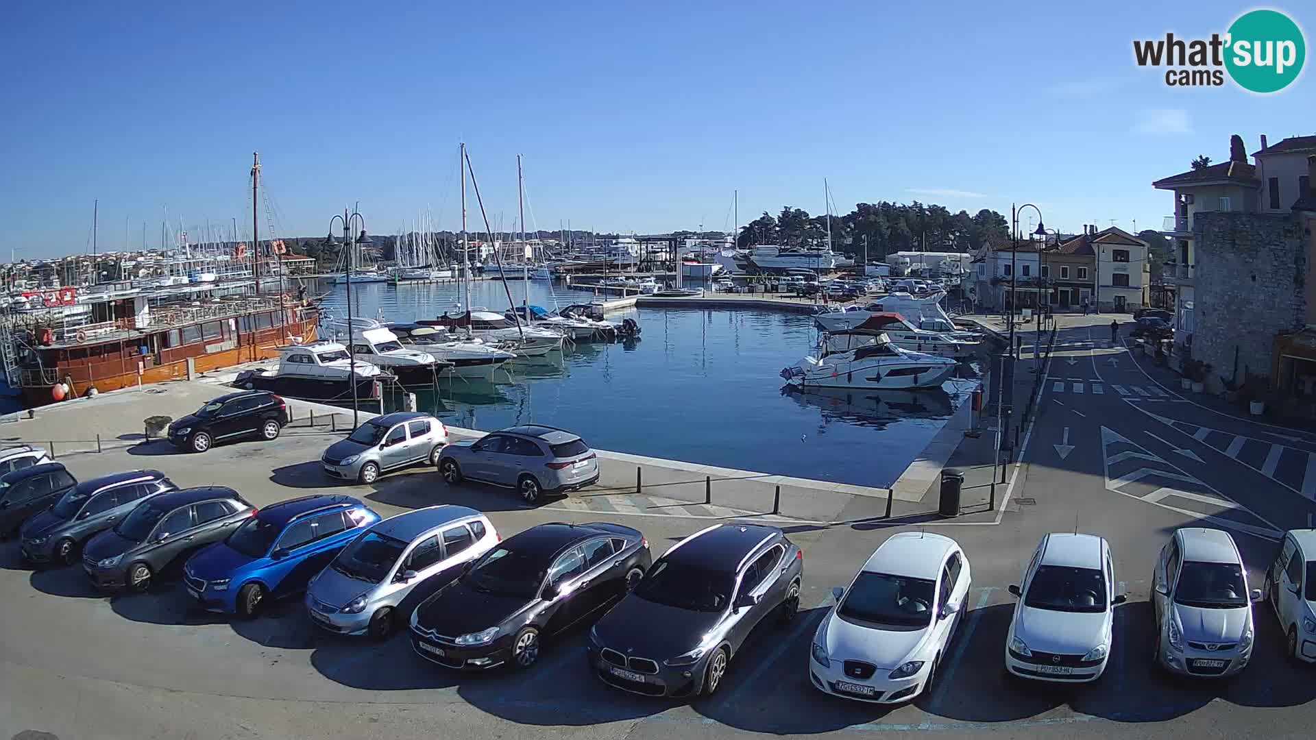 Novigrad | Porporela marina