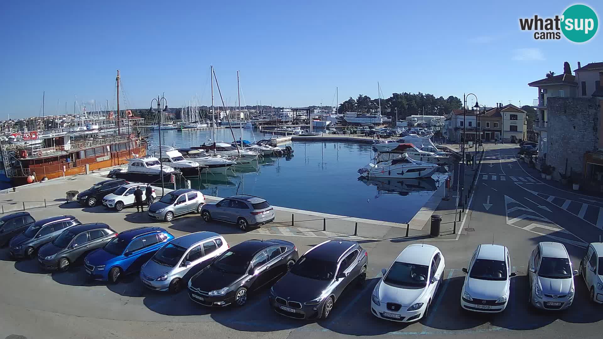 Novigrad | Porporela marina