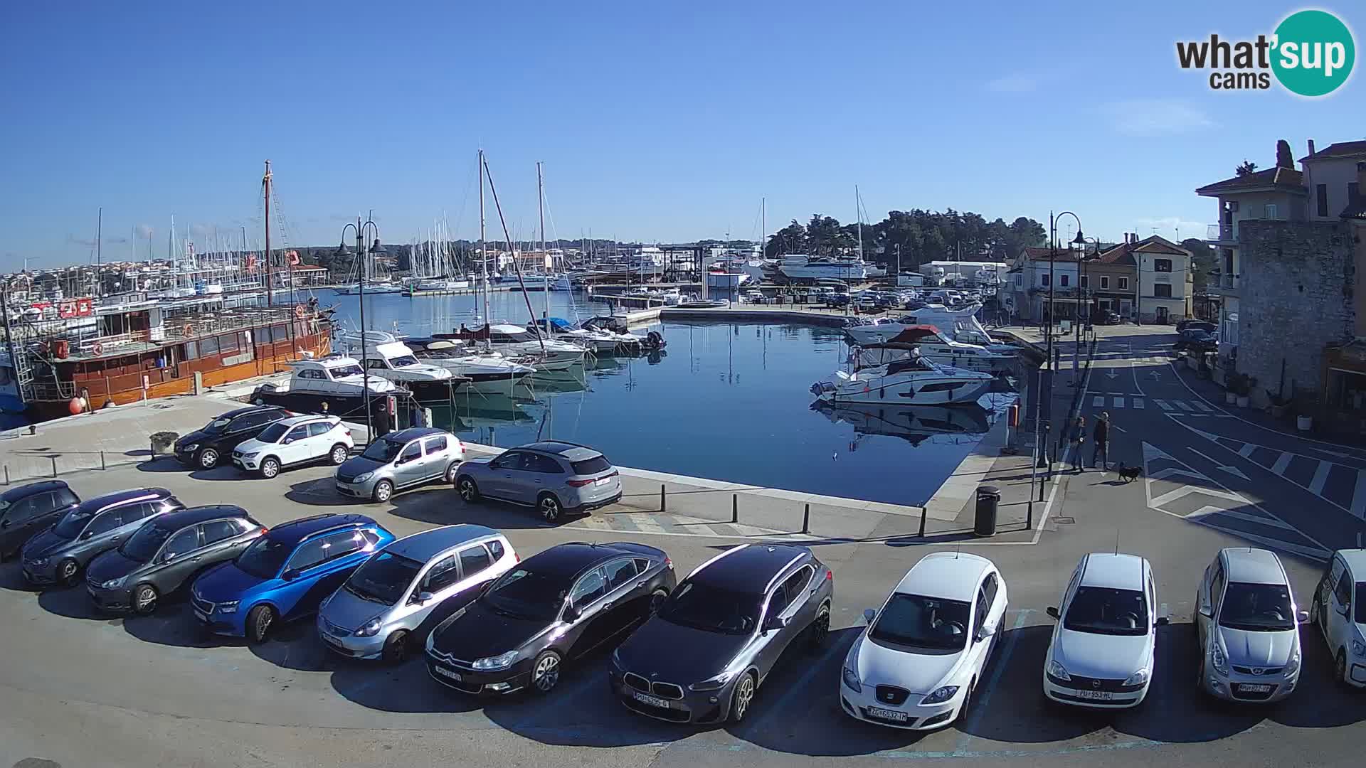 Novigrad | Porporela marina