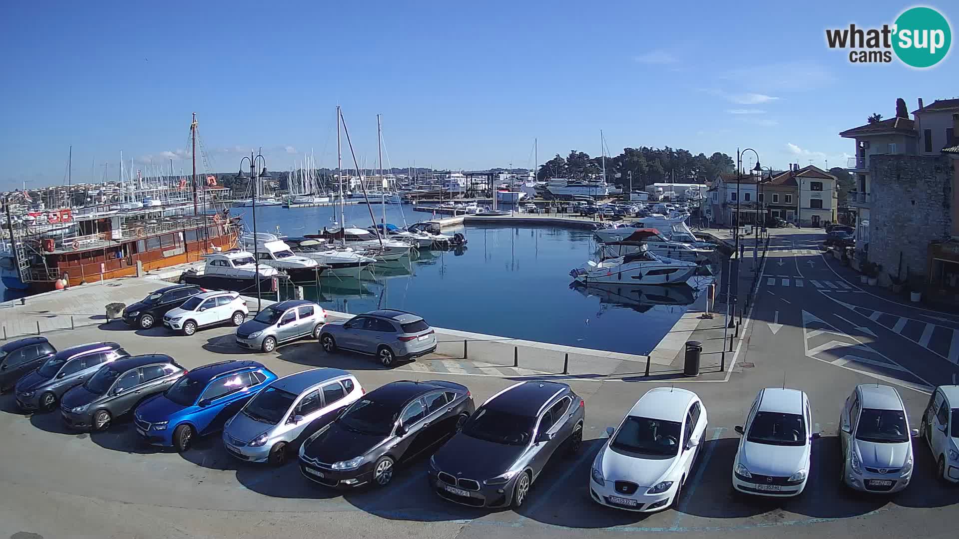 Novigrad | Porporela marina