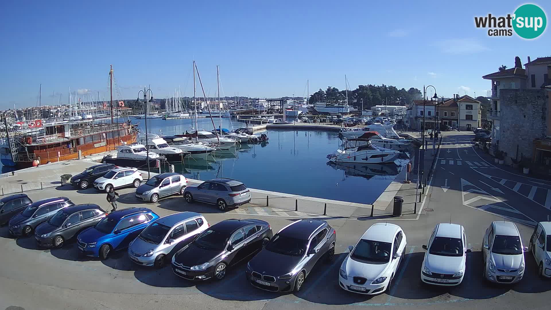 Novigrad | Porporela marina