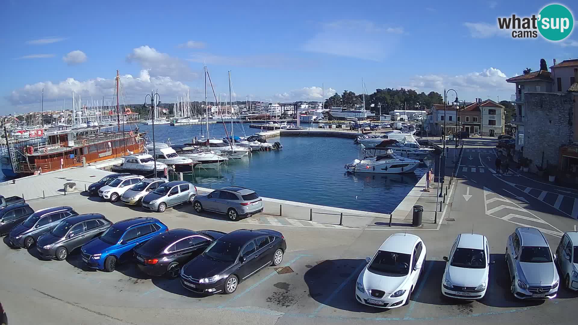 Novigrad | Porporela marina