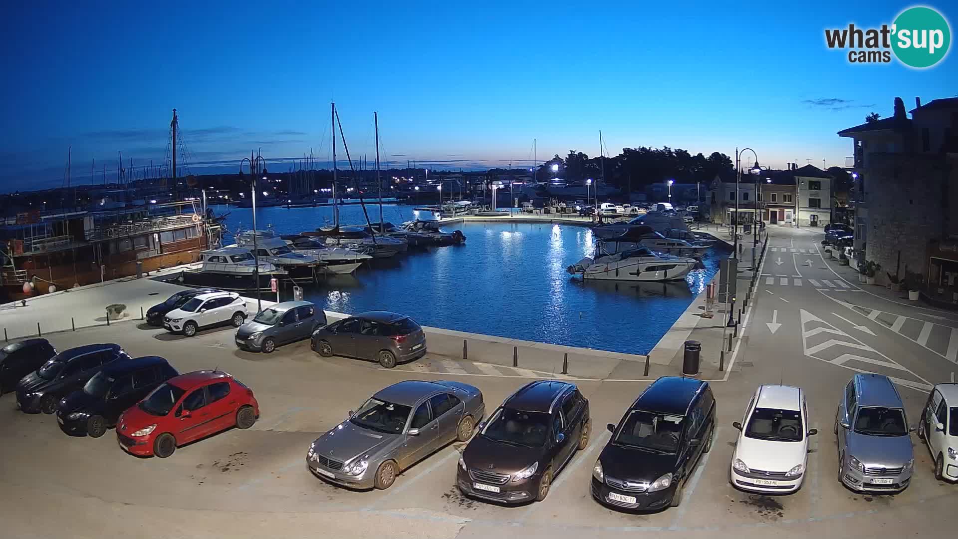 Novigrad | Porporela marina