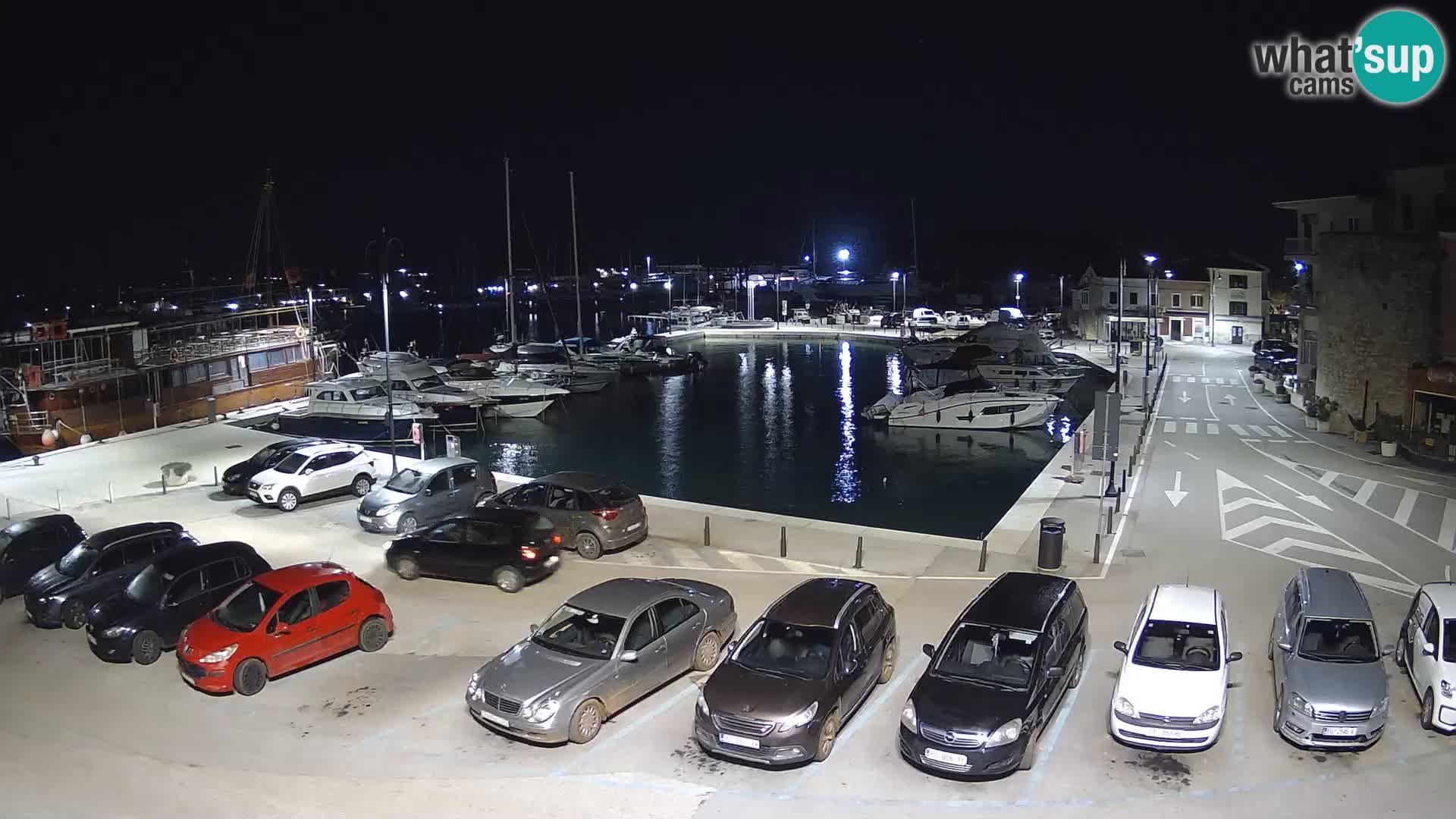 Novigrad | Porporela marina