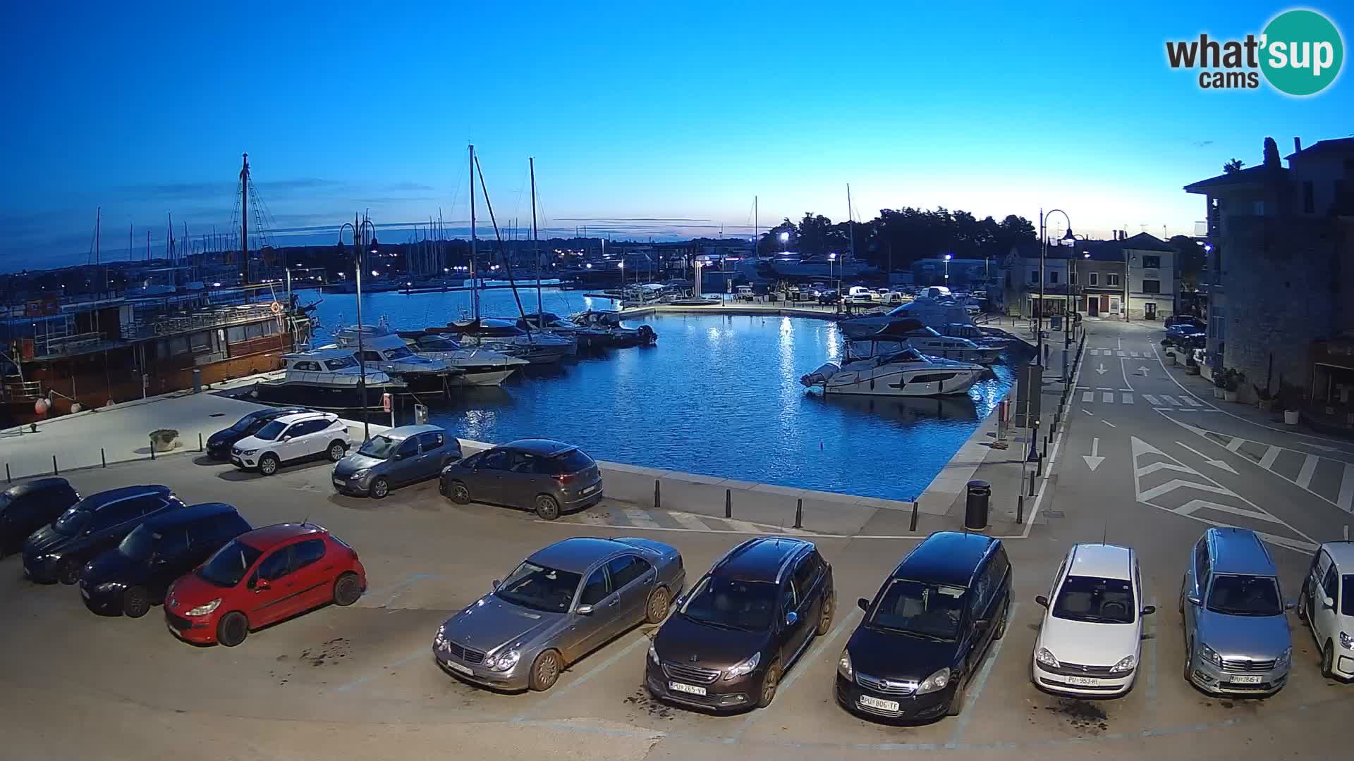 Novigrad | Porporela marina