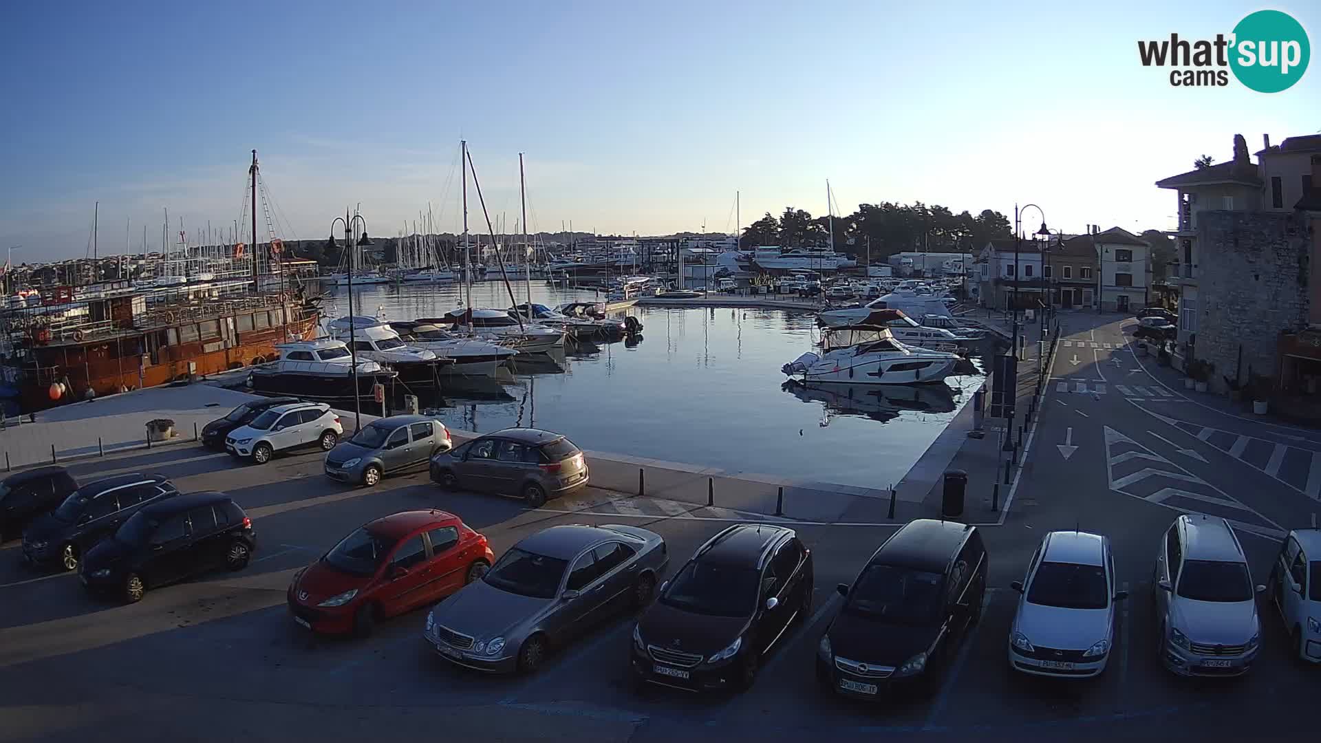 Novigrad | Porporela marina