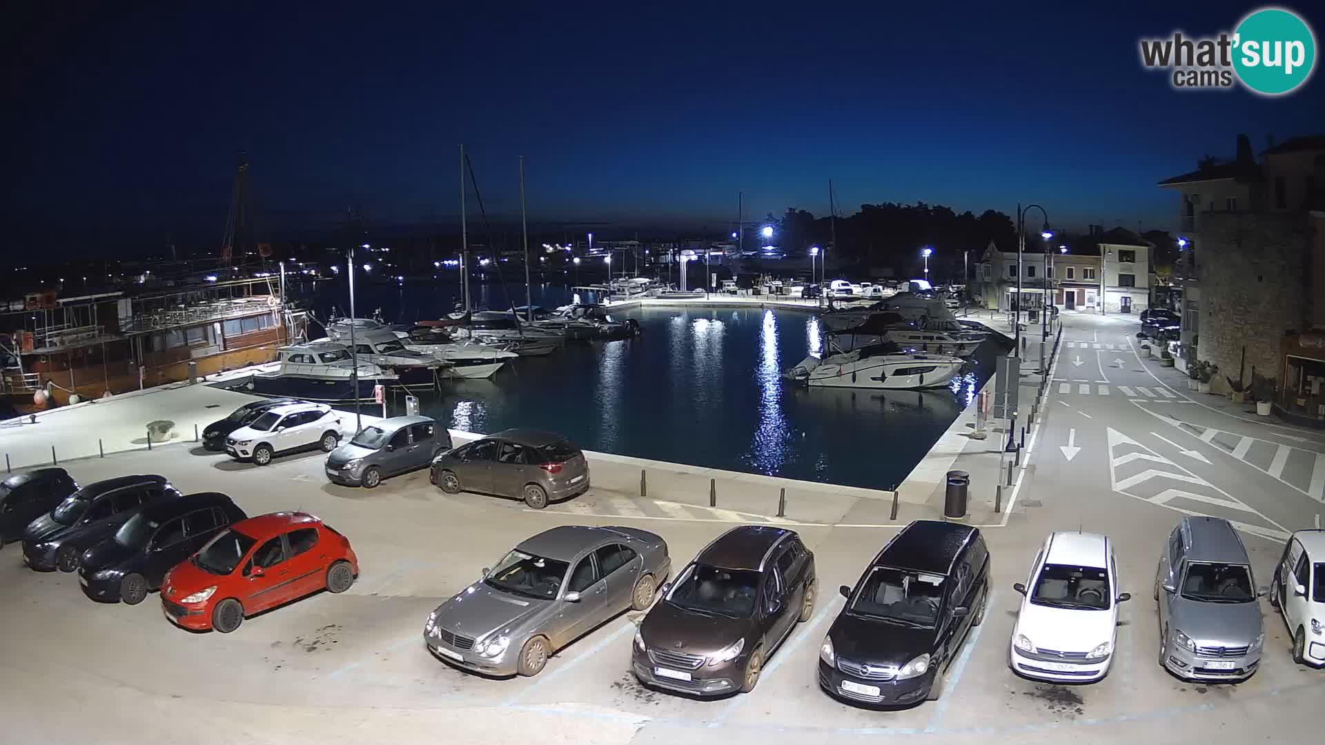 Novigrad | Porporela marina