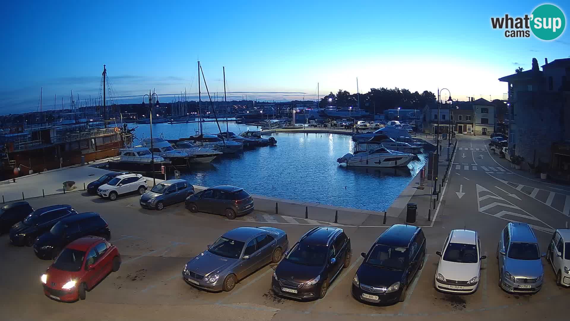 Novigrad | Porporela marina