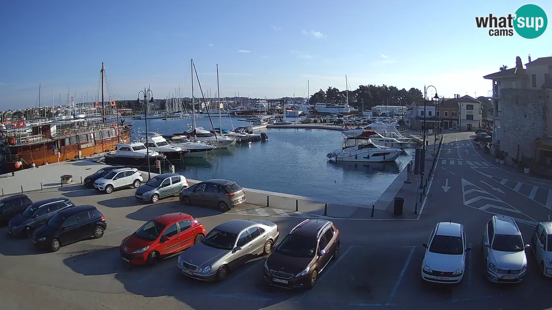 Novigrad | Porporela marina