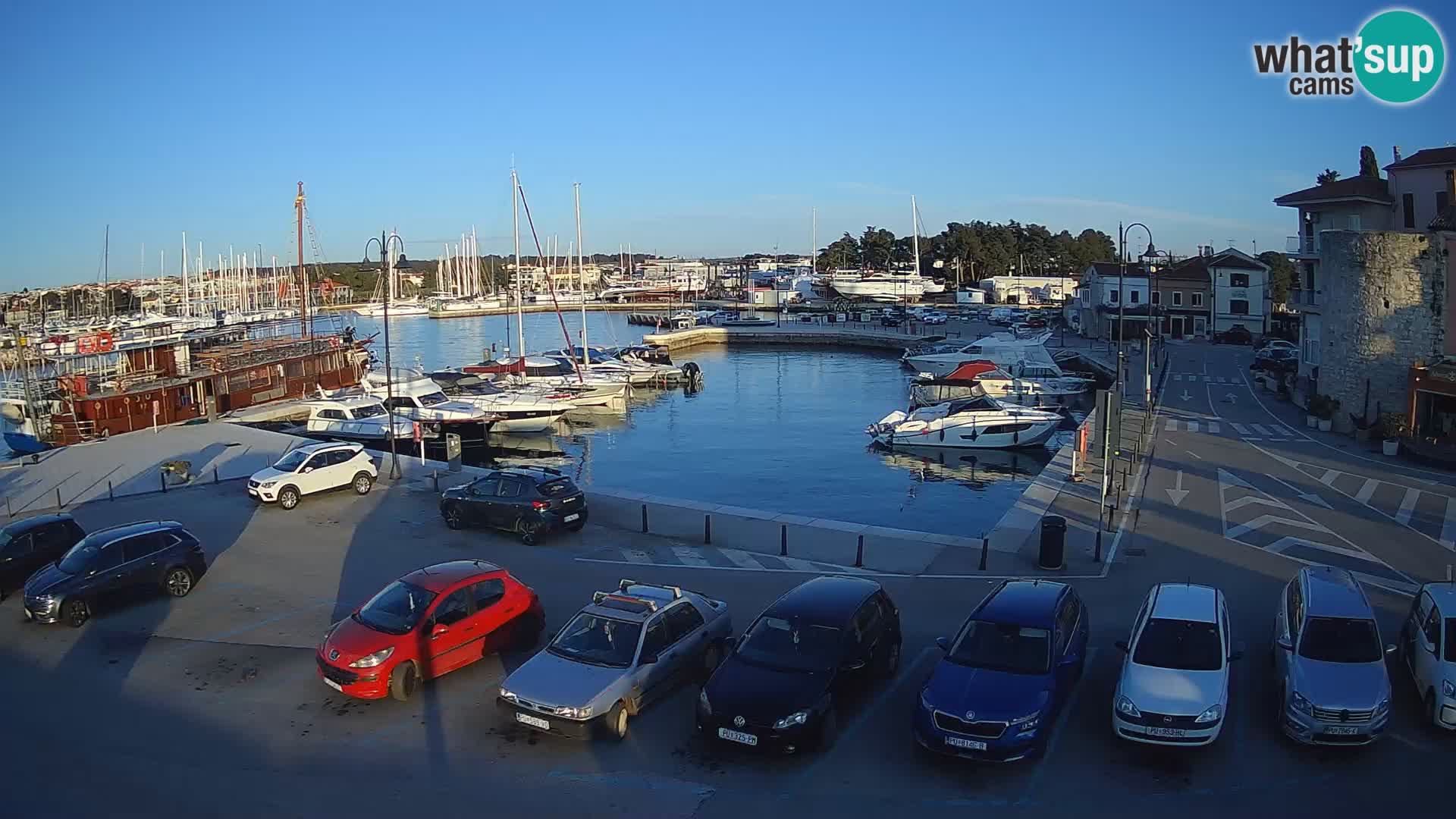 Novigrad | Porporela marina