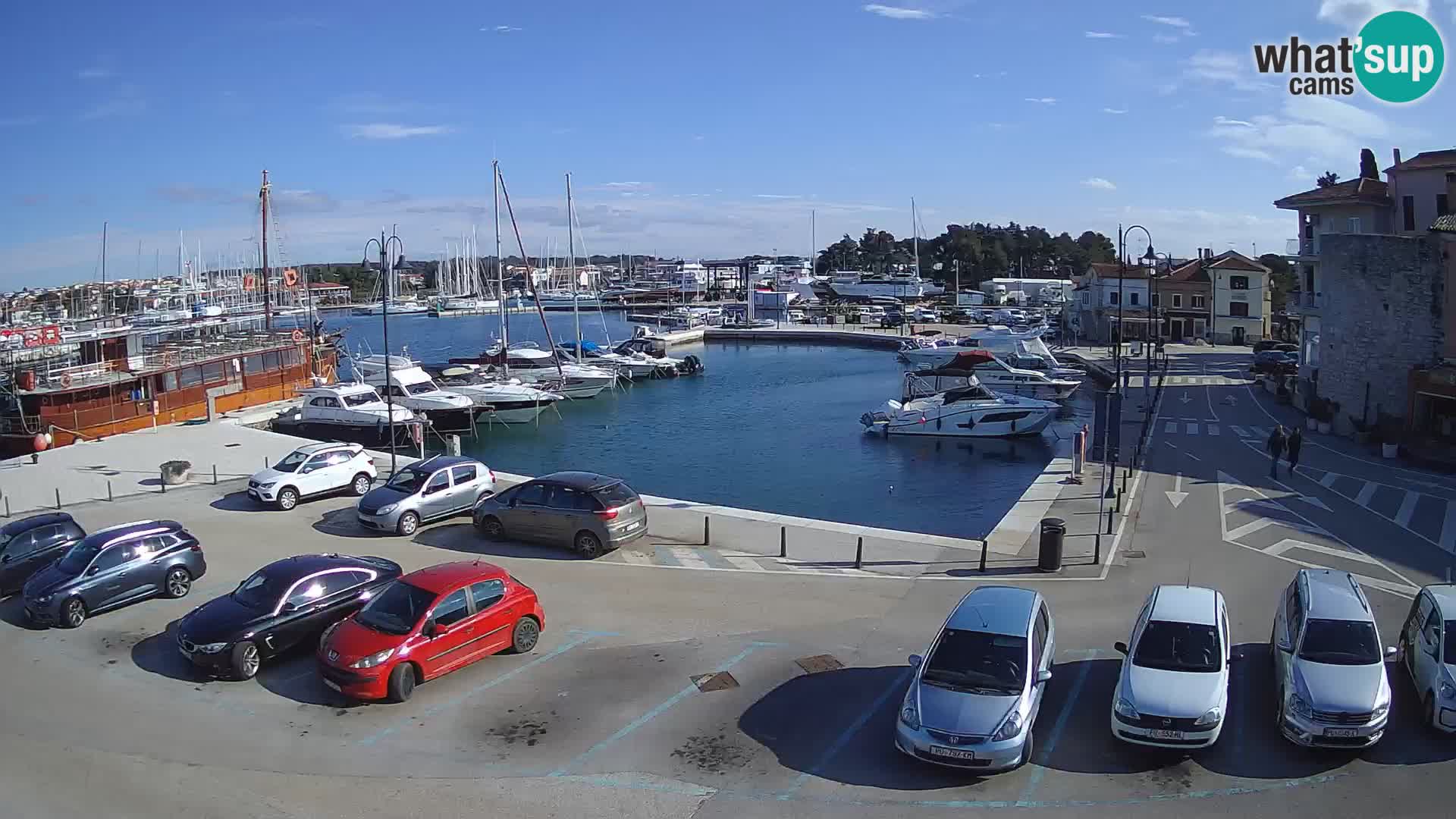 Novigrad | Porporela marina