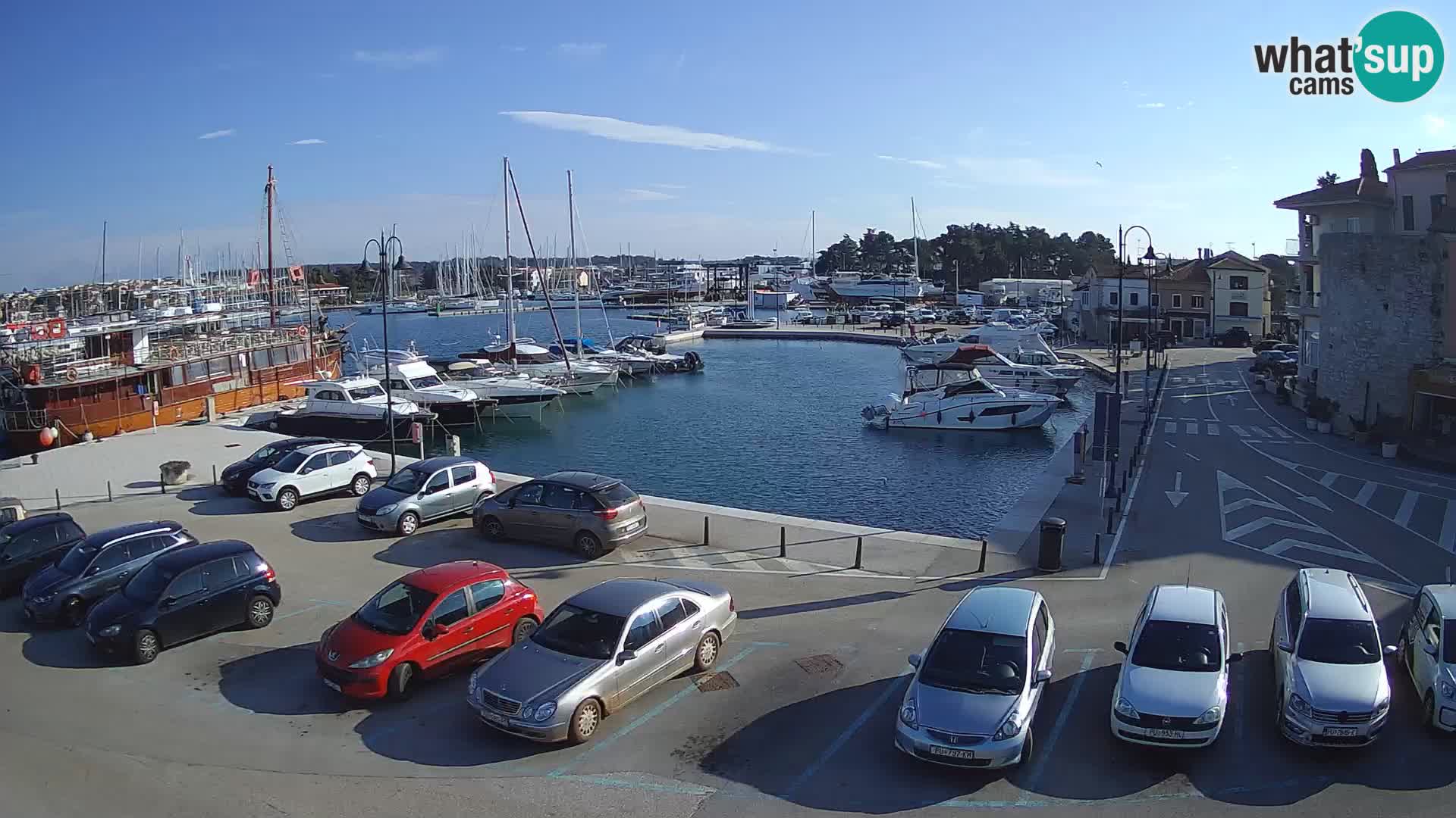 Novigrad | Porporela marina