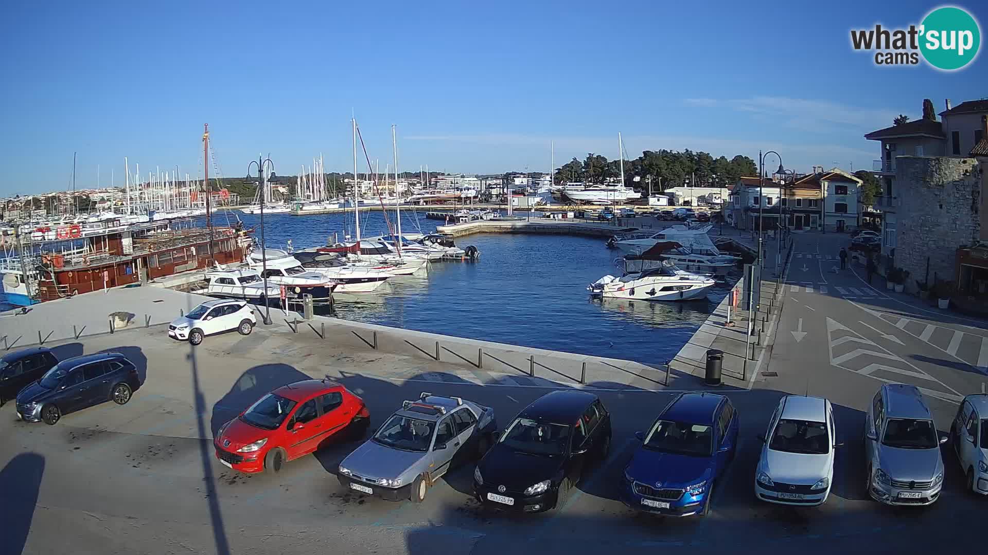 Novigrad | Porporela marina