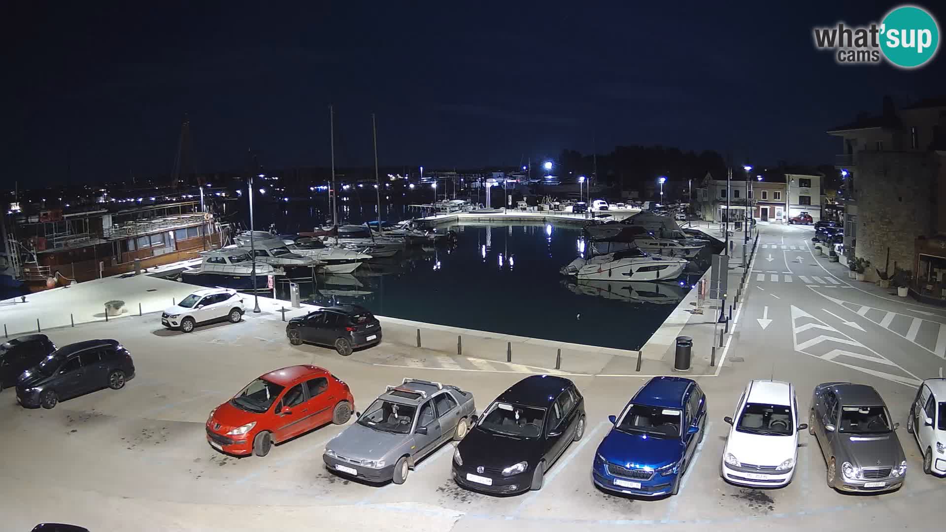 Novigrad | Porporela marina