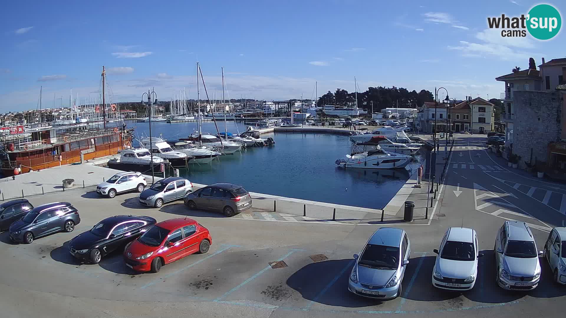 Novigrad | Porporela marina