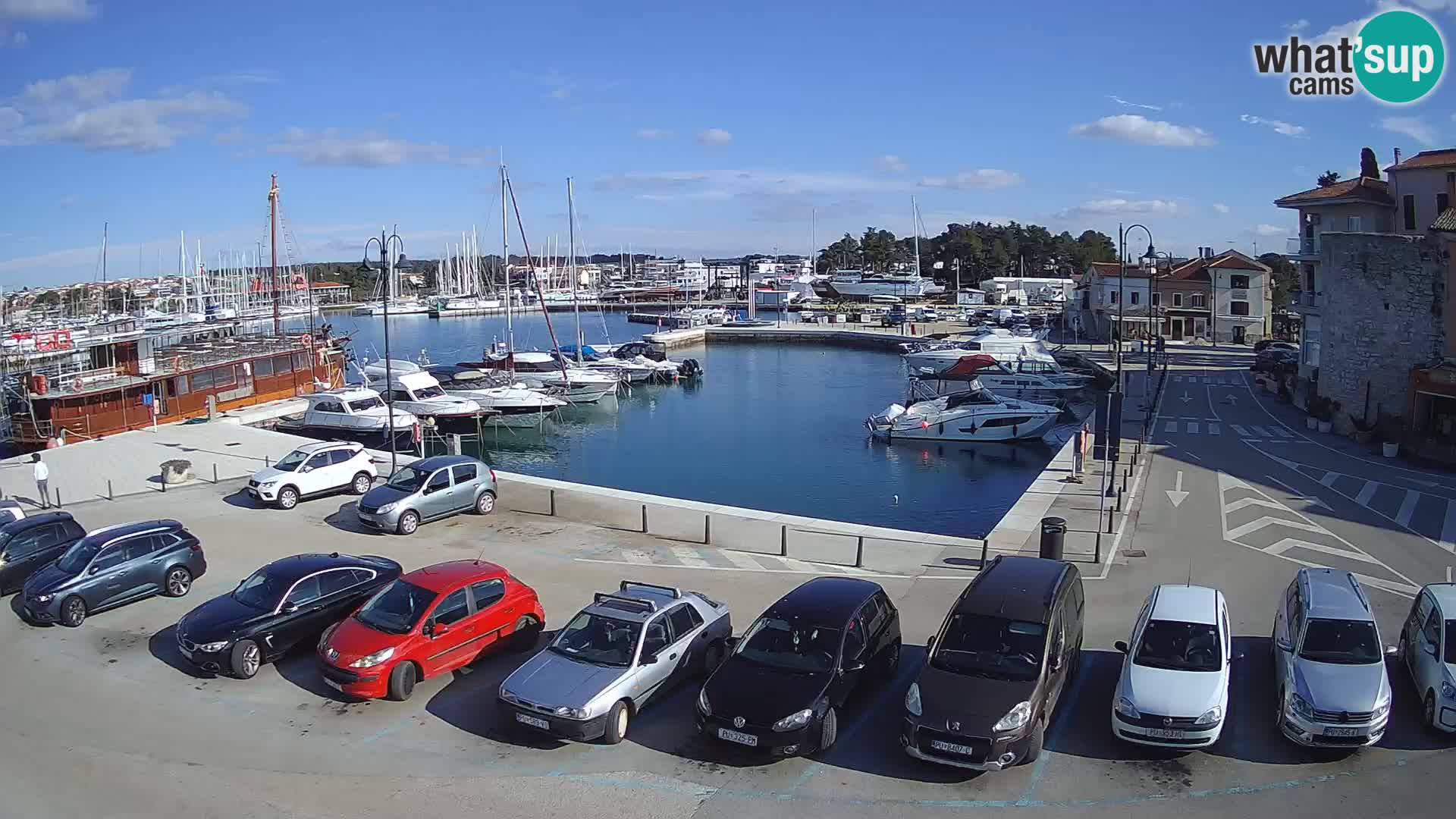 Novigrad | Porporela marina