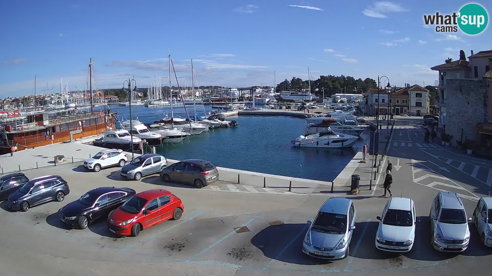 Novigrad | Porporela marina