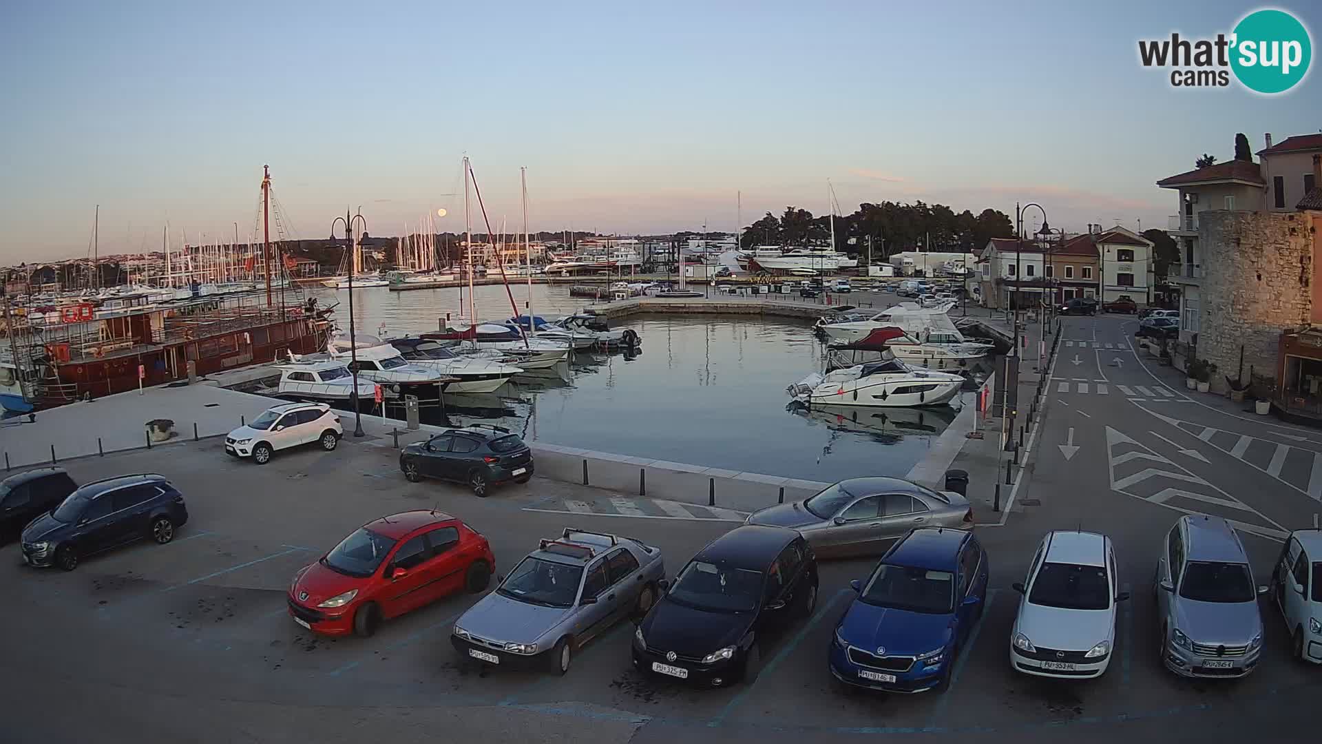 Novigrad | Porporela marina